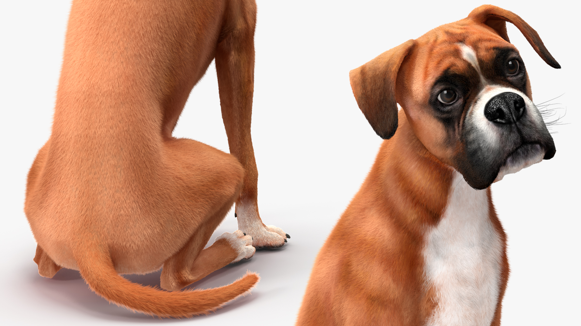 3D model Boxer Dog Fur Rigged