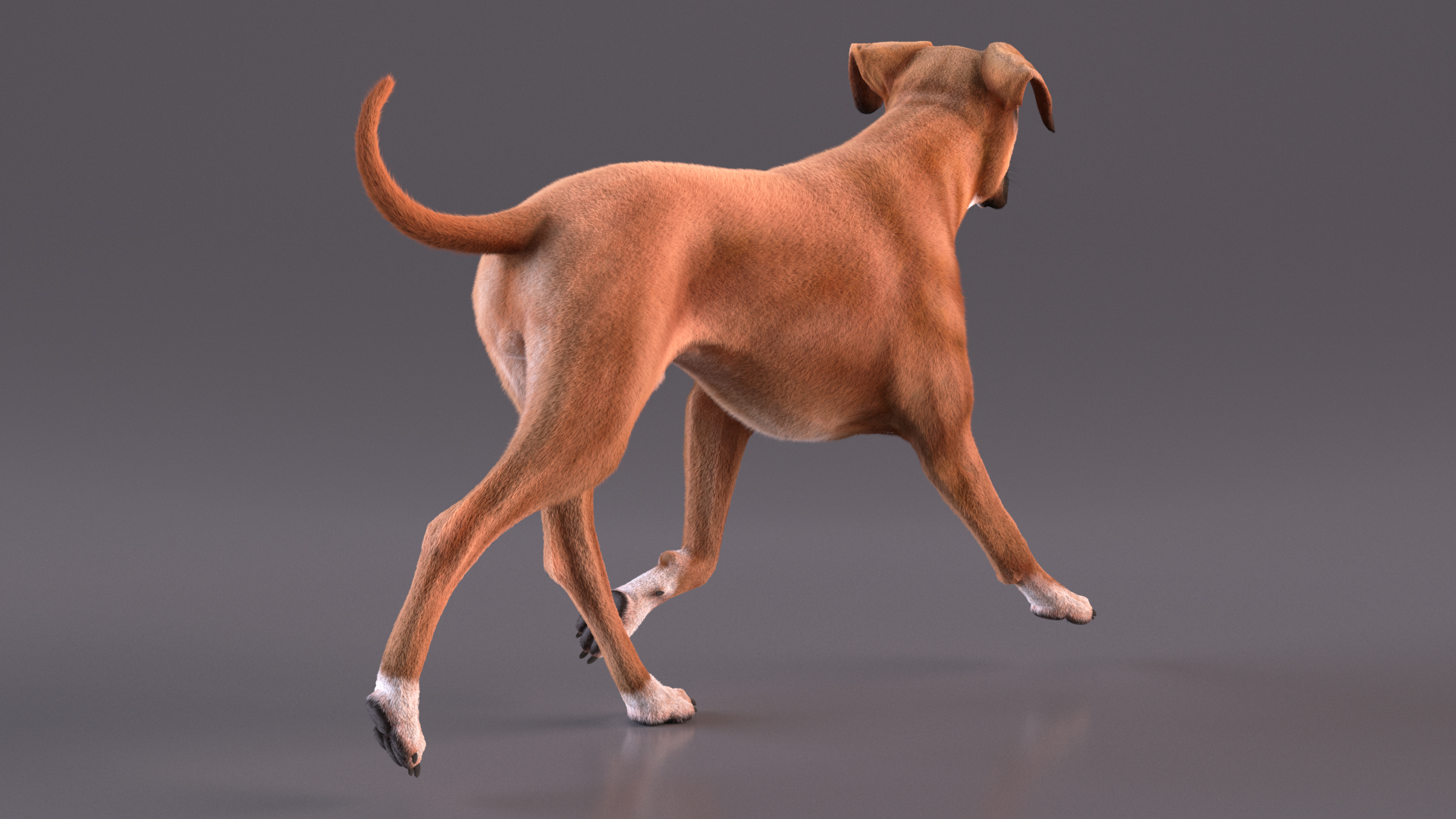 3D model Boxer Dog Fur Rigged