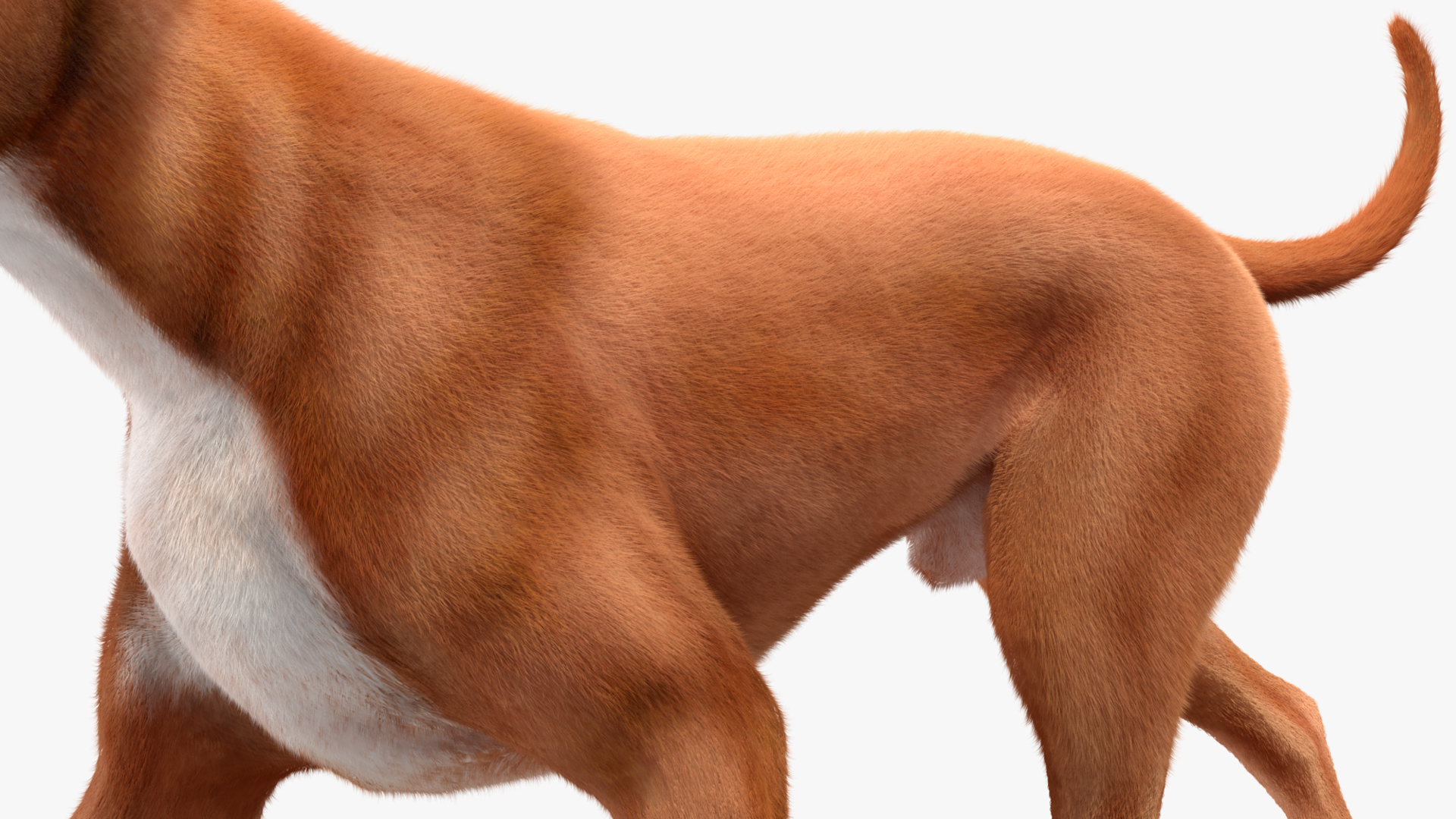 3D model Boxer Dog Fur Rigged