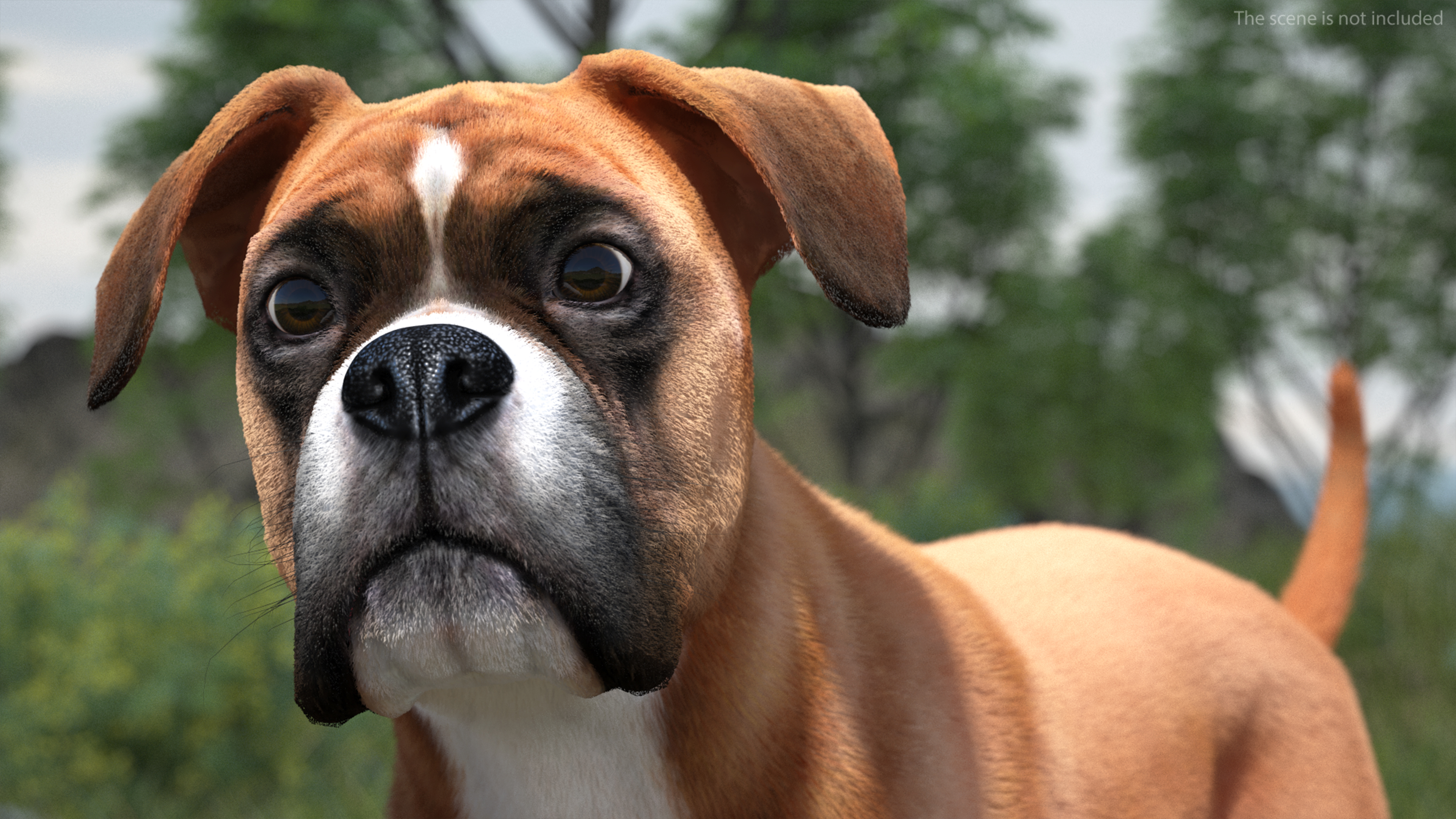 3D model Boxer Dog Fur Rigged