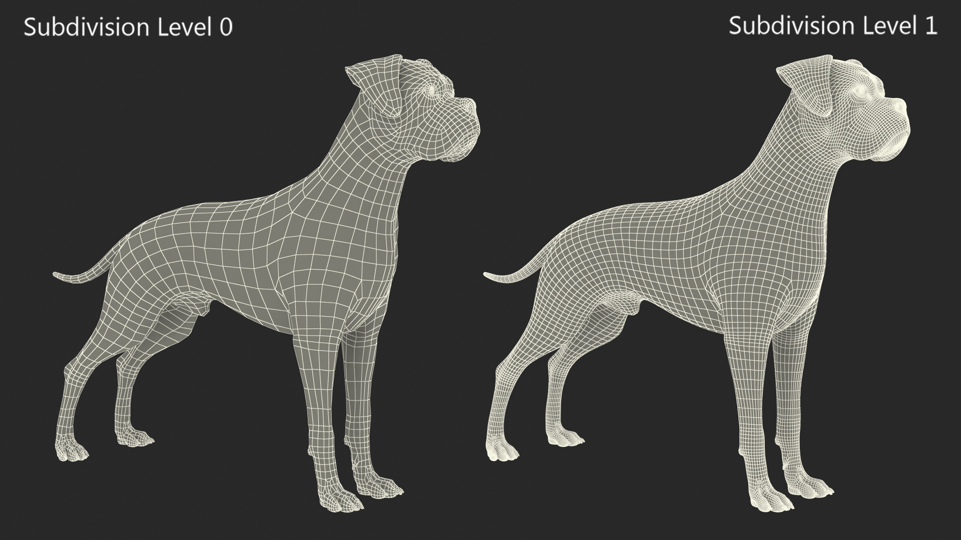 3D model Boxer Dog Fur Rigged