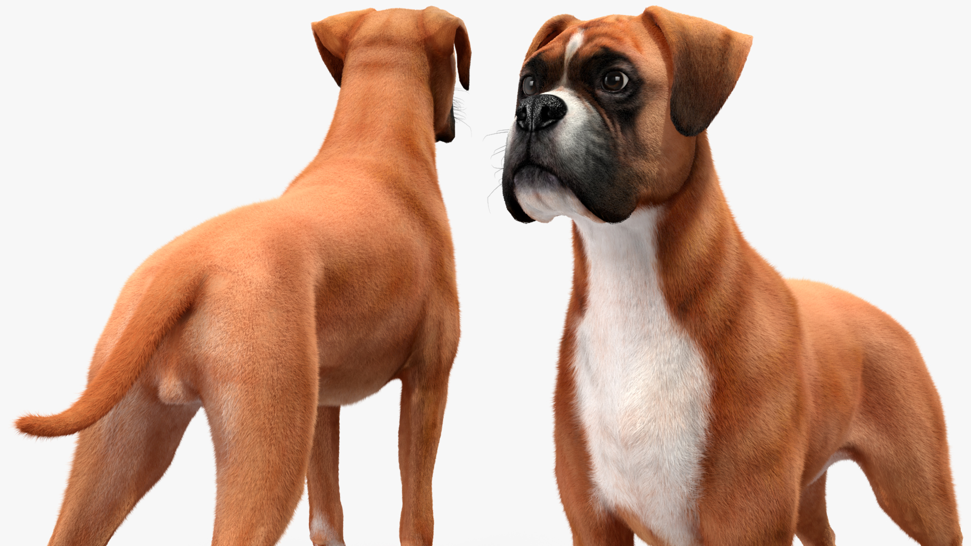 3D model Boxer Dog Fur Rigged