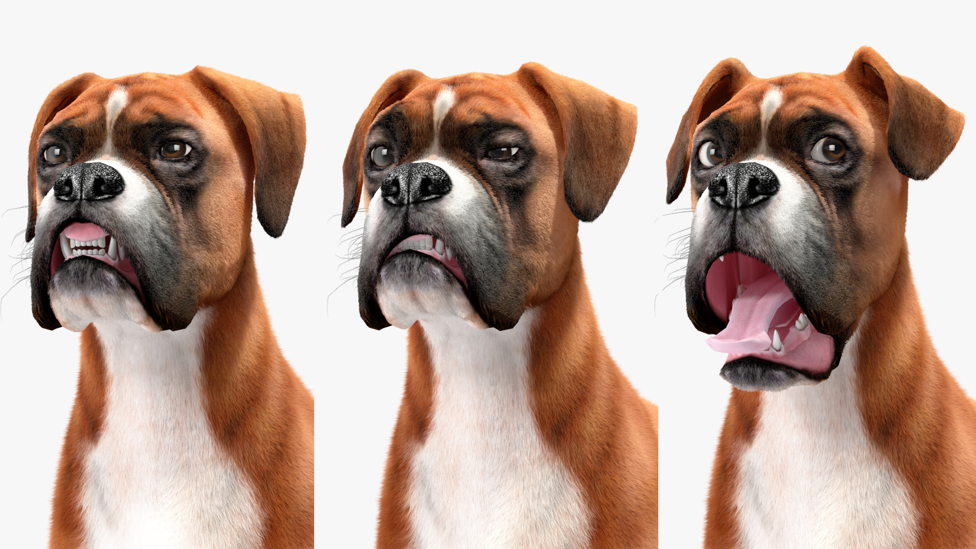 3D model Boxer Dog Fur Rigged