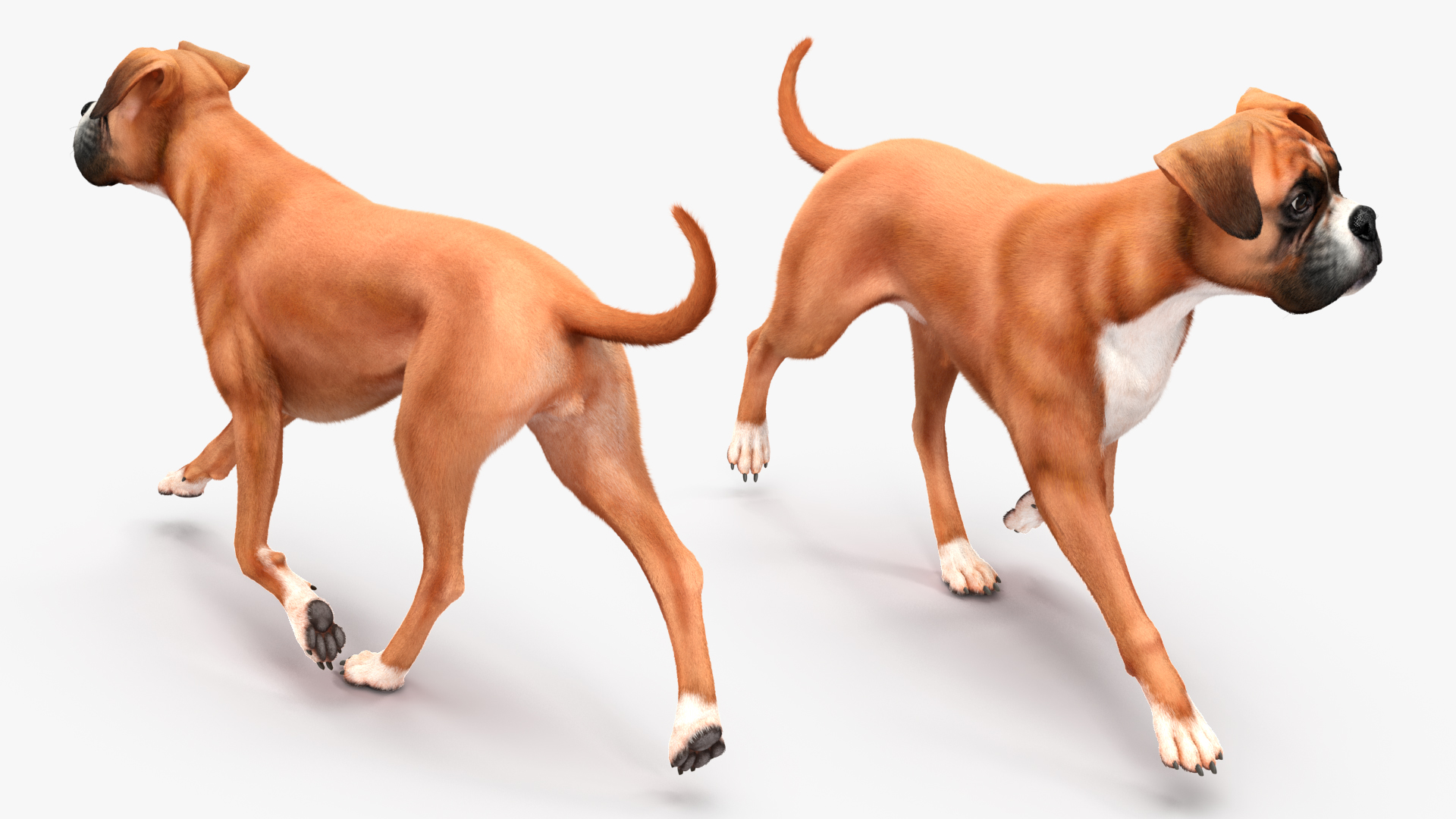 3D model Boxer Dog Fur Rigged