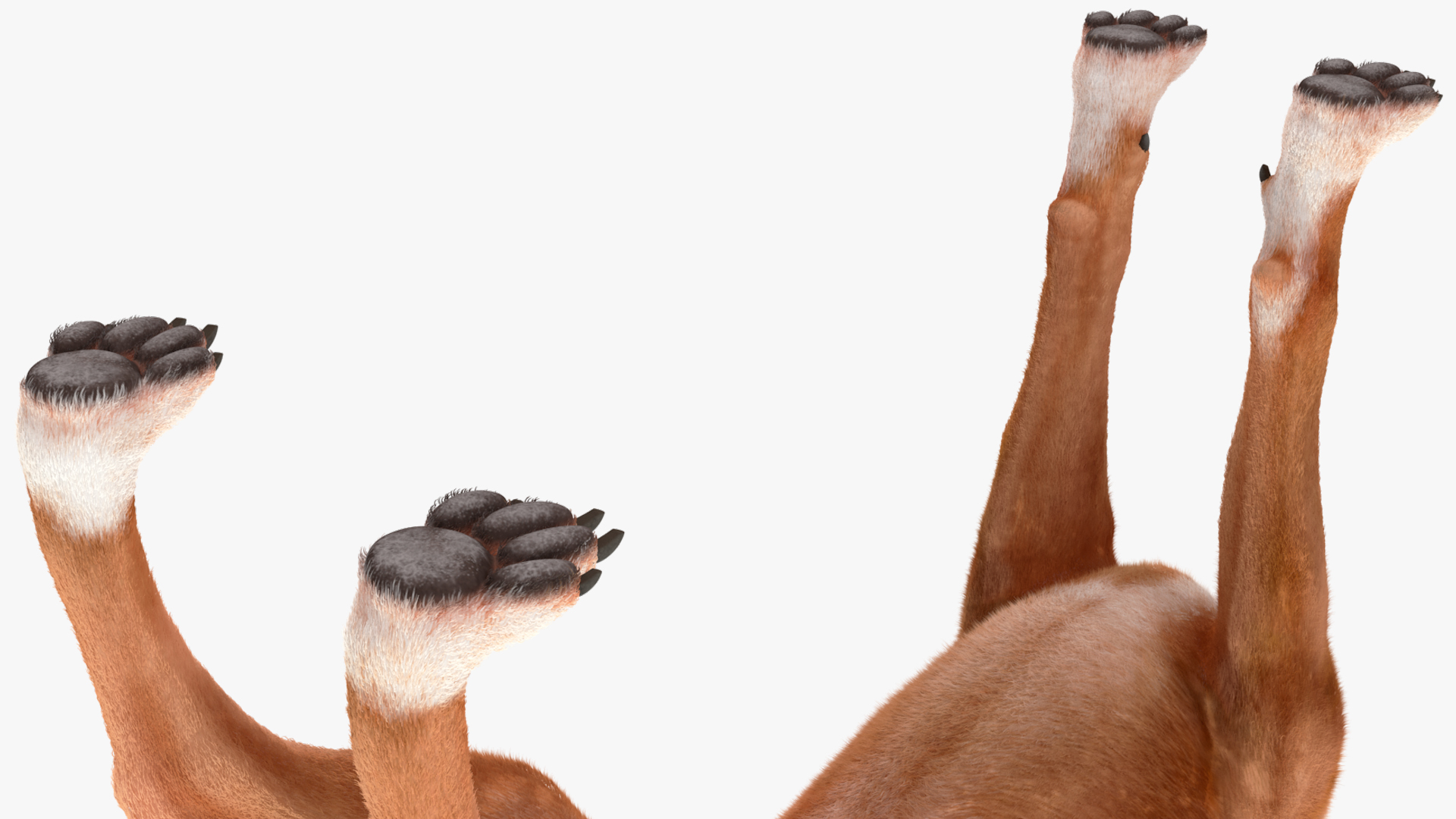 3D model Boxer Dog Fur Rigged