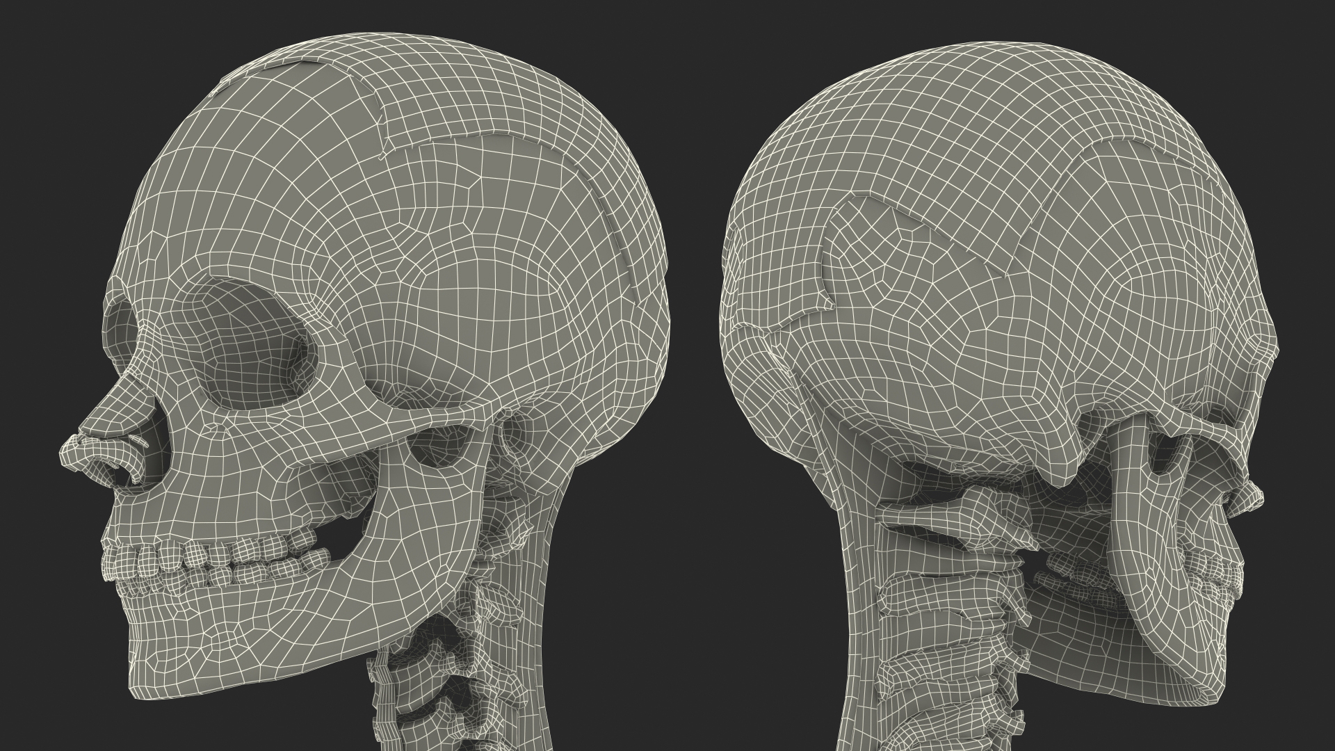 3D model Skeleton with Tissue