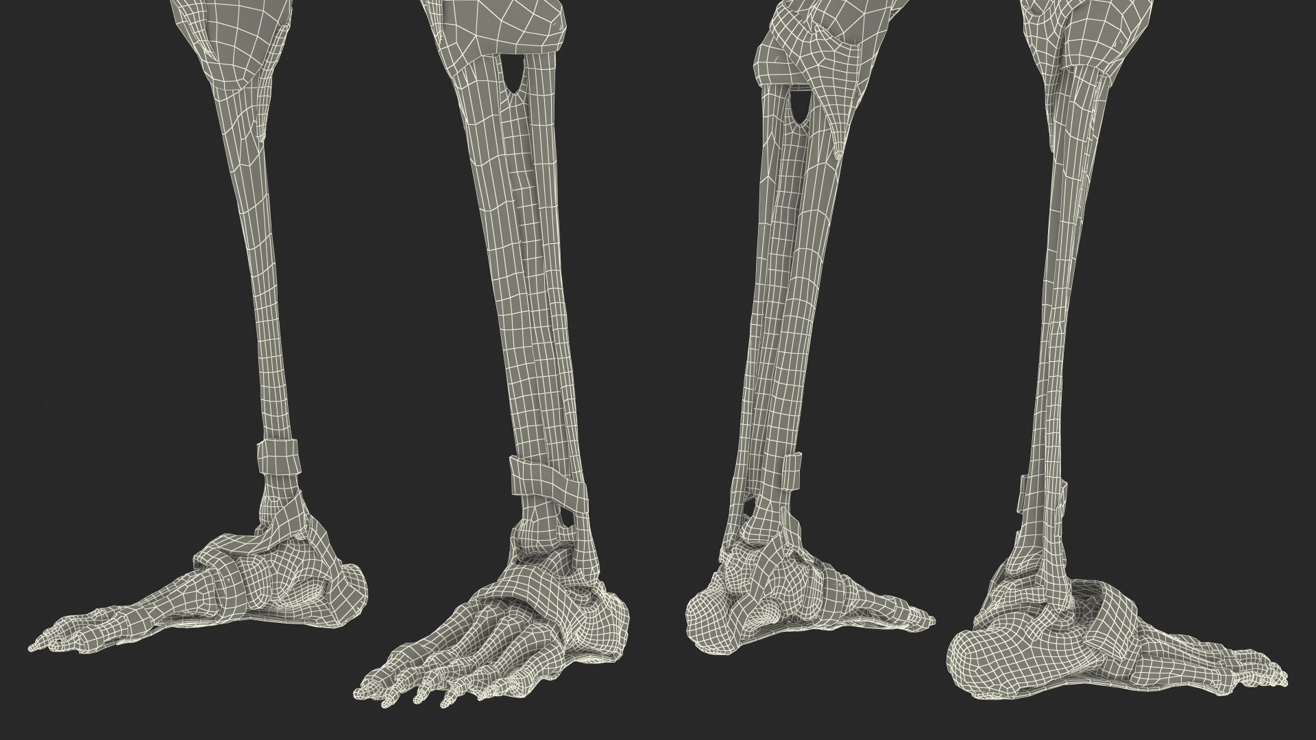 3D model Skeleton with Tissue