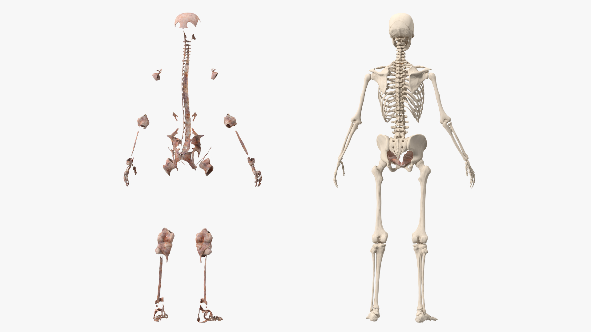 3D model Skeleton with Tissue