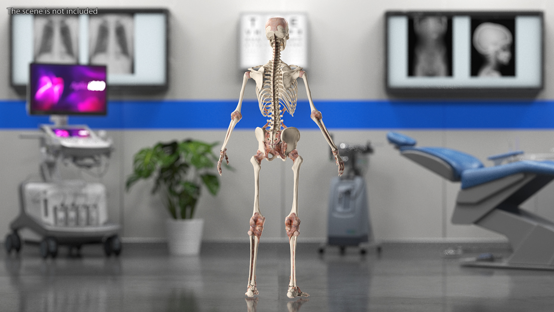 3D model Skeleton with Tissue