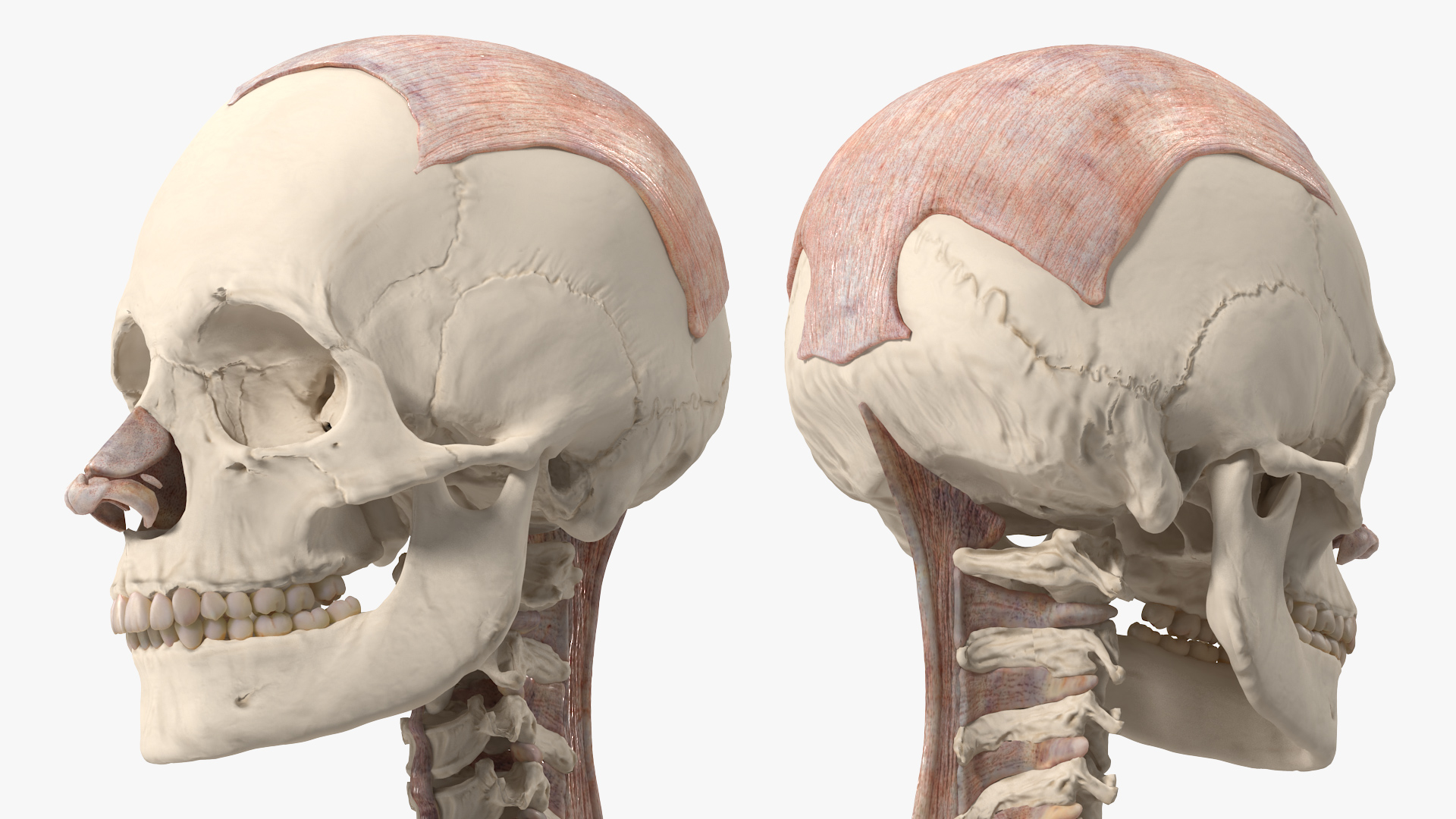 3D model Skeleton with Tissue