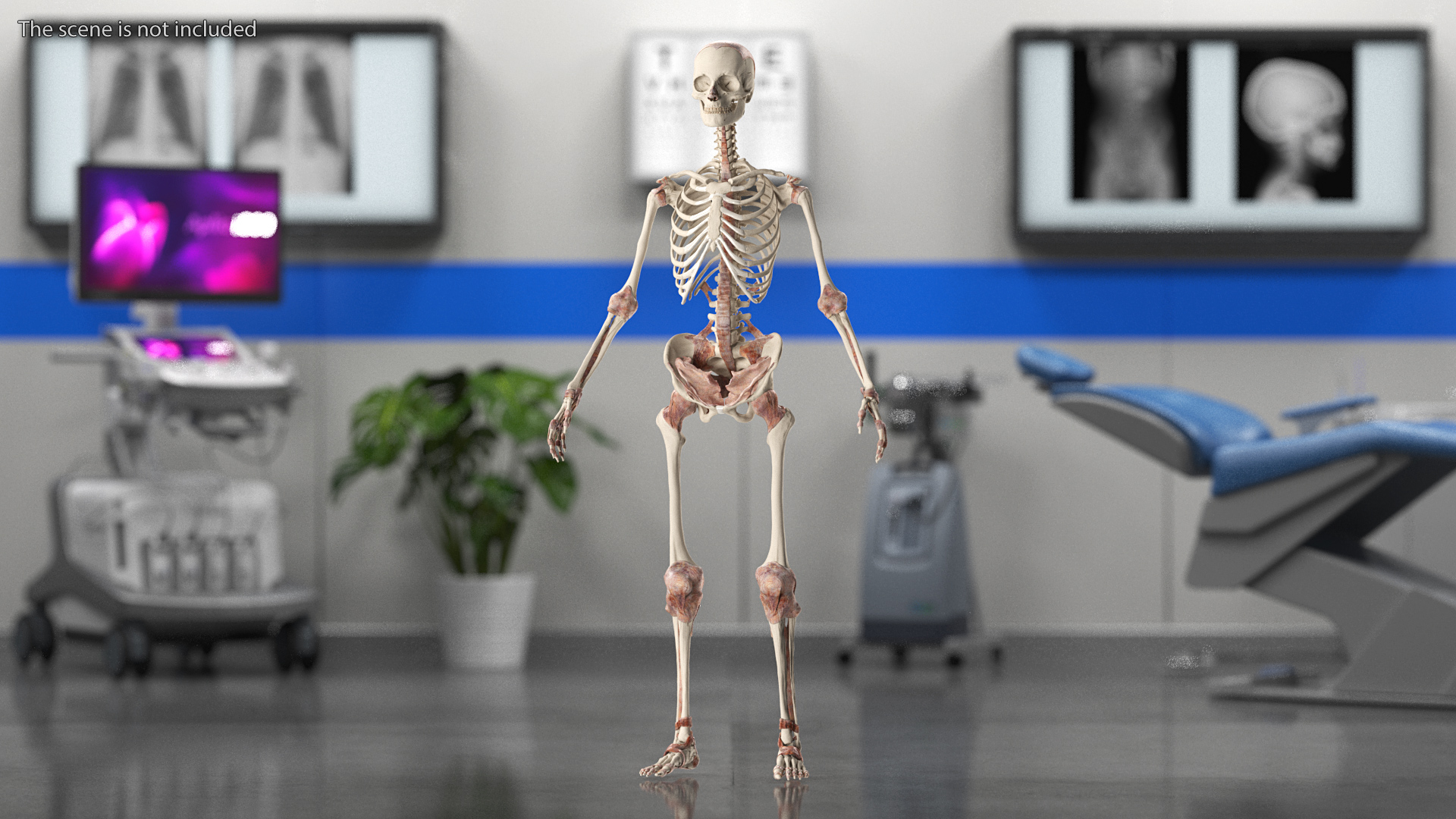 3D model Skeleton with Tissue