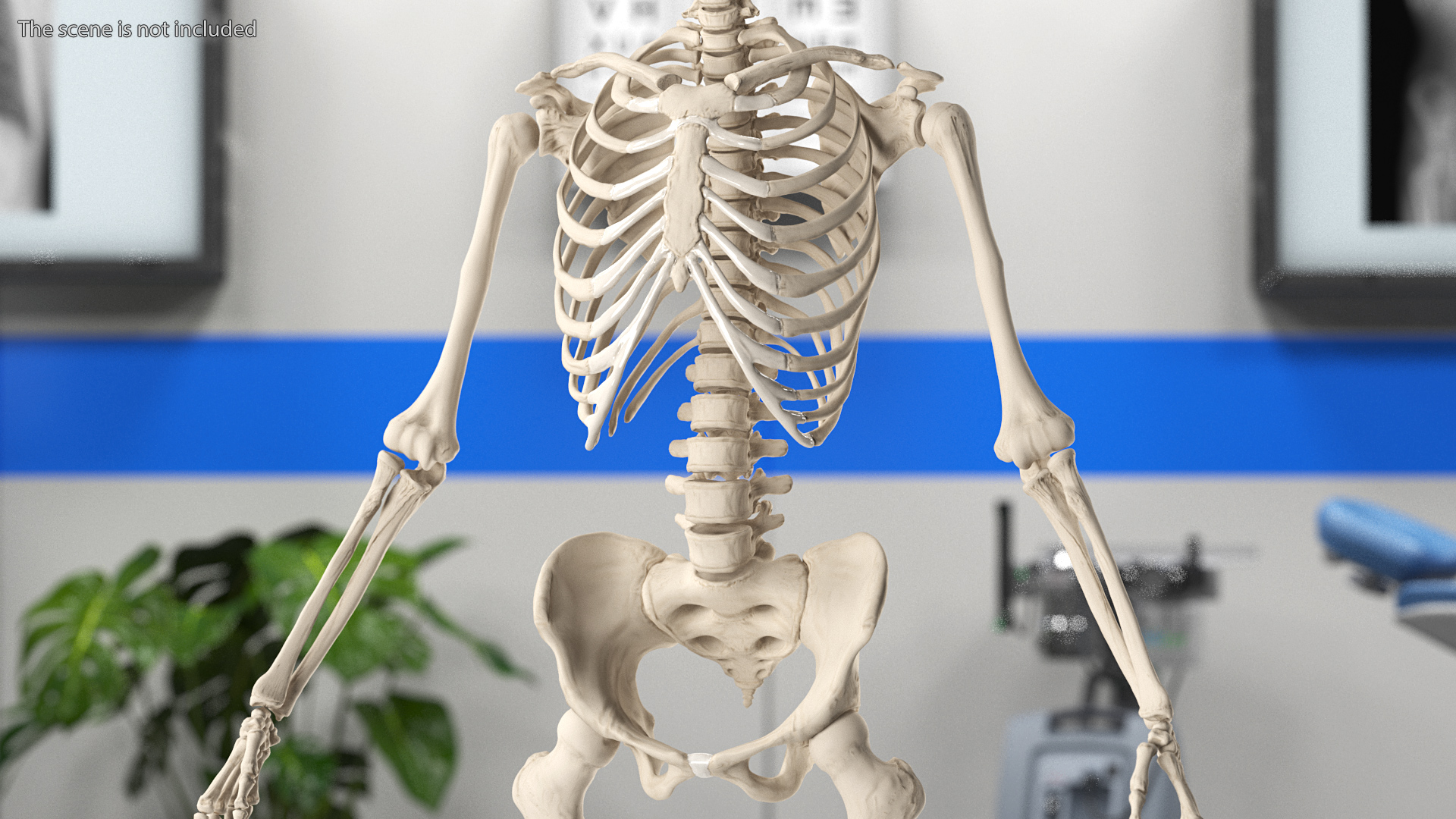 3D model Skeleton with Tissue