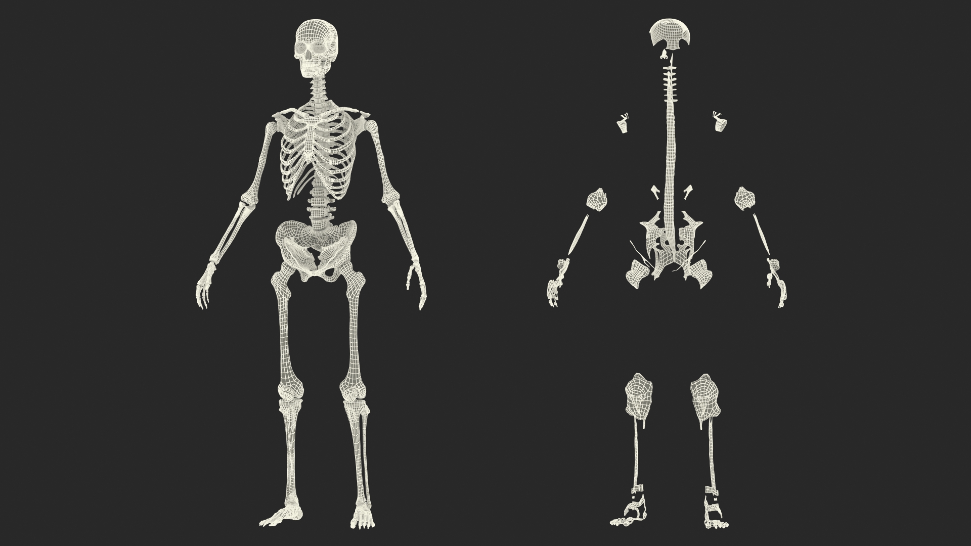 3D model Skeleton with Tissue