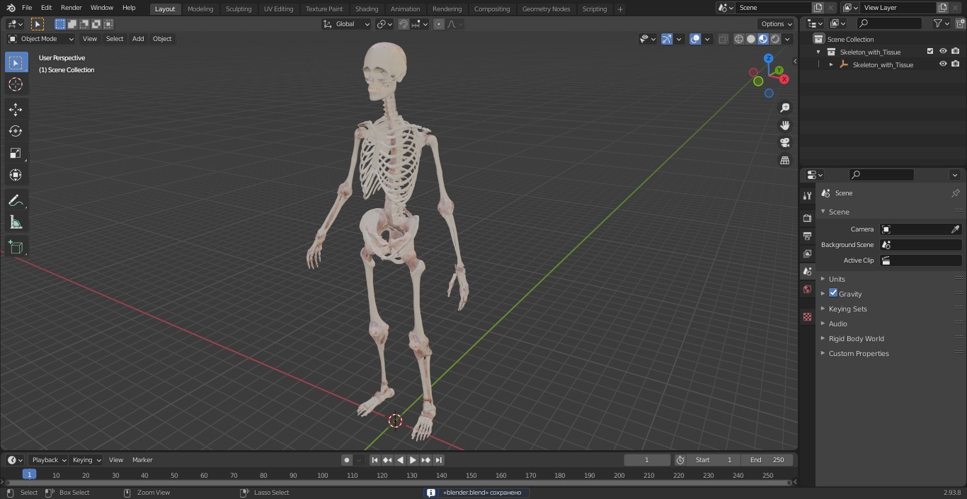 3D model Skeleton with Tissue