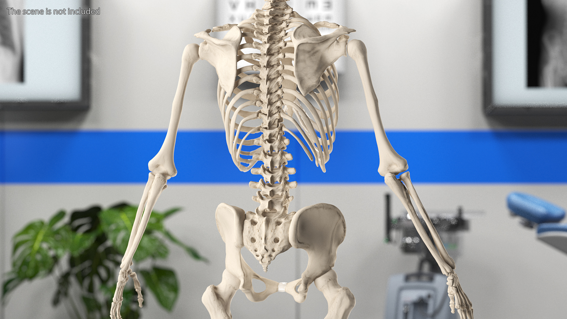 3D model Skeleton with Tissue