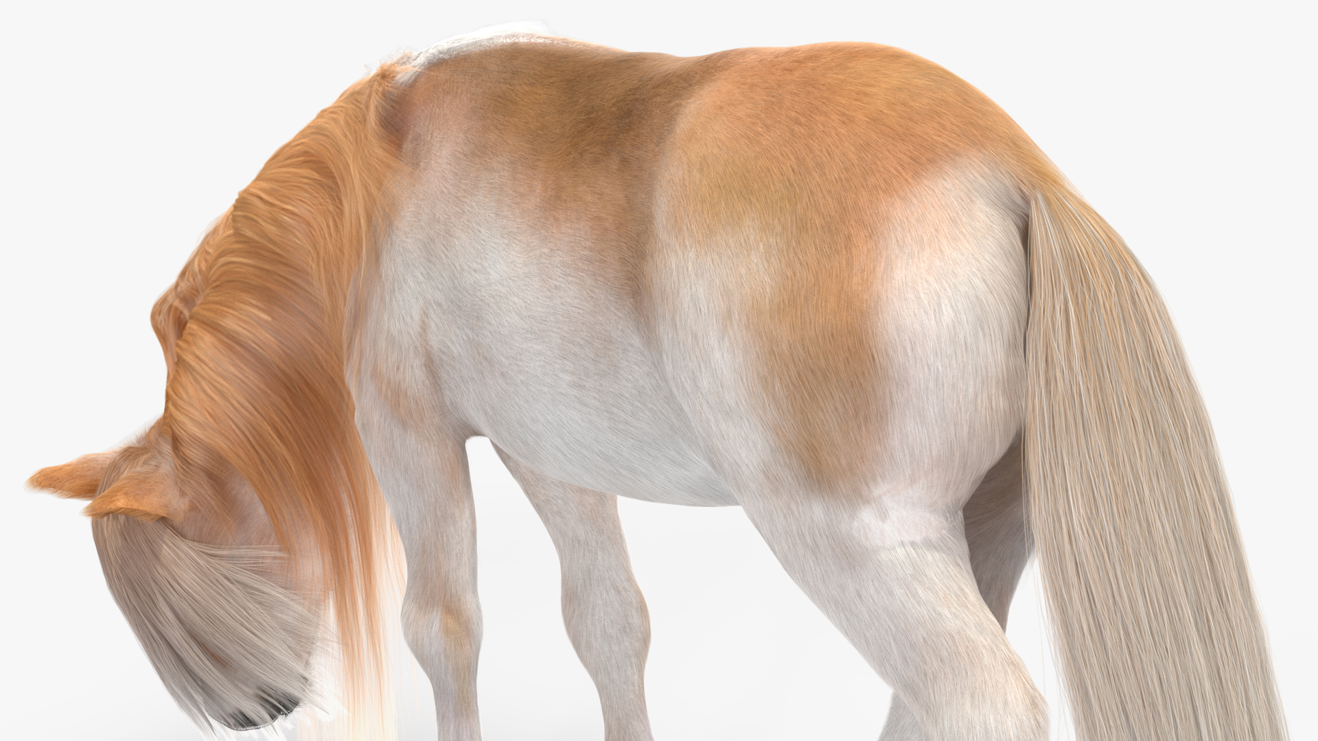 Shetland Pony with Long Mane Fur Rigged 3D model