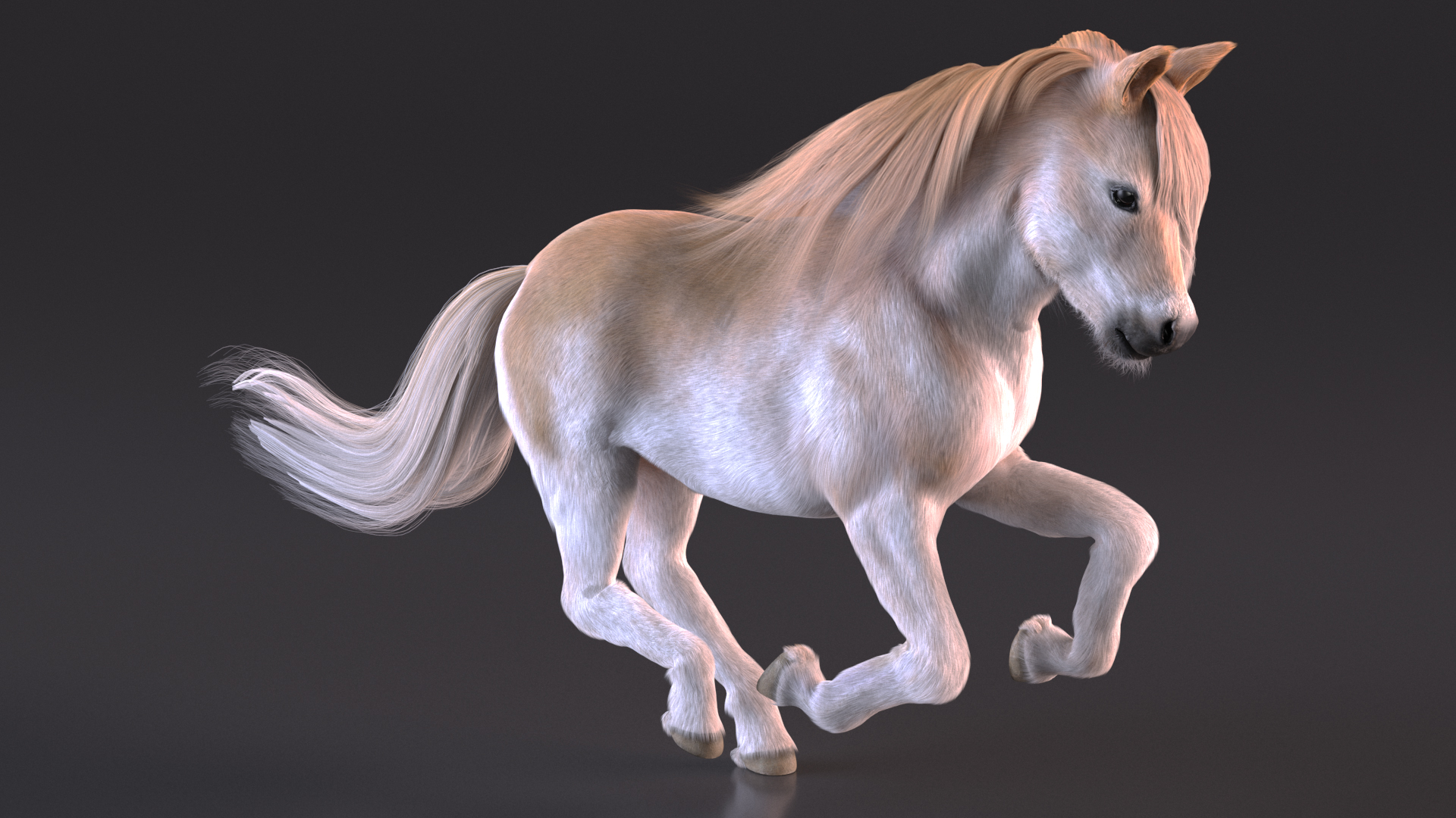 Shetland Pony with Long Mane Fur Rigged 3D model