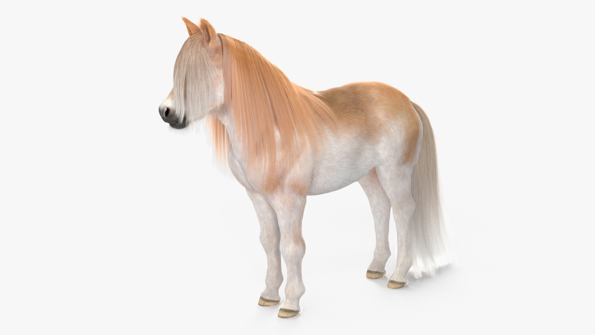 Shetland Pony with Long Mane Fur Rigged 3D model