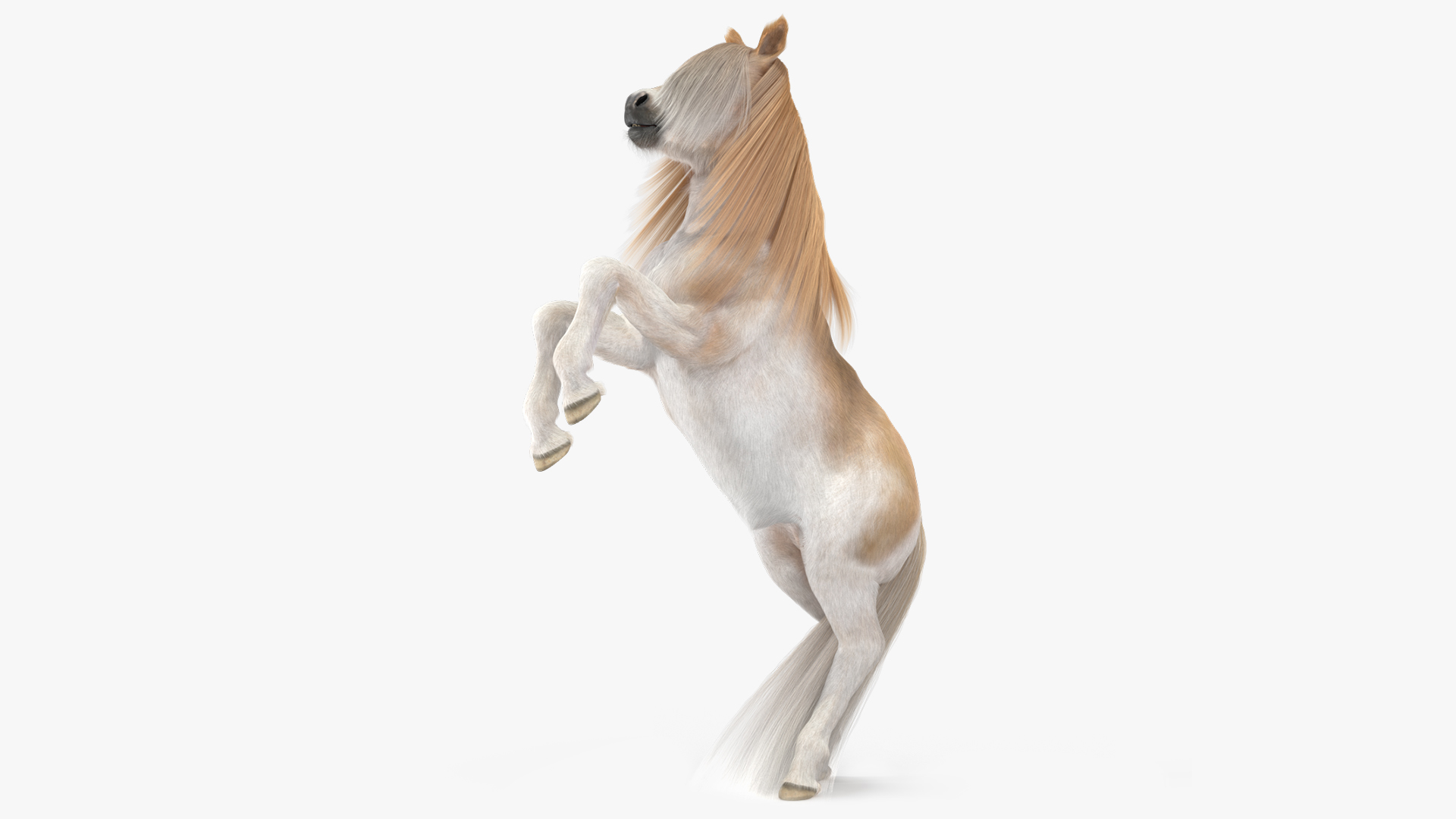 Shetland Pony with Long Mane Fur Rigged 3D model