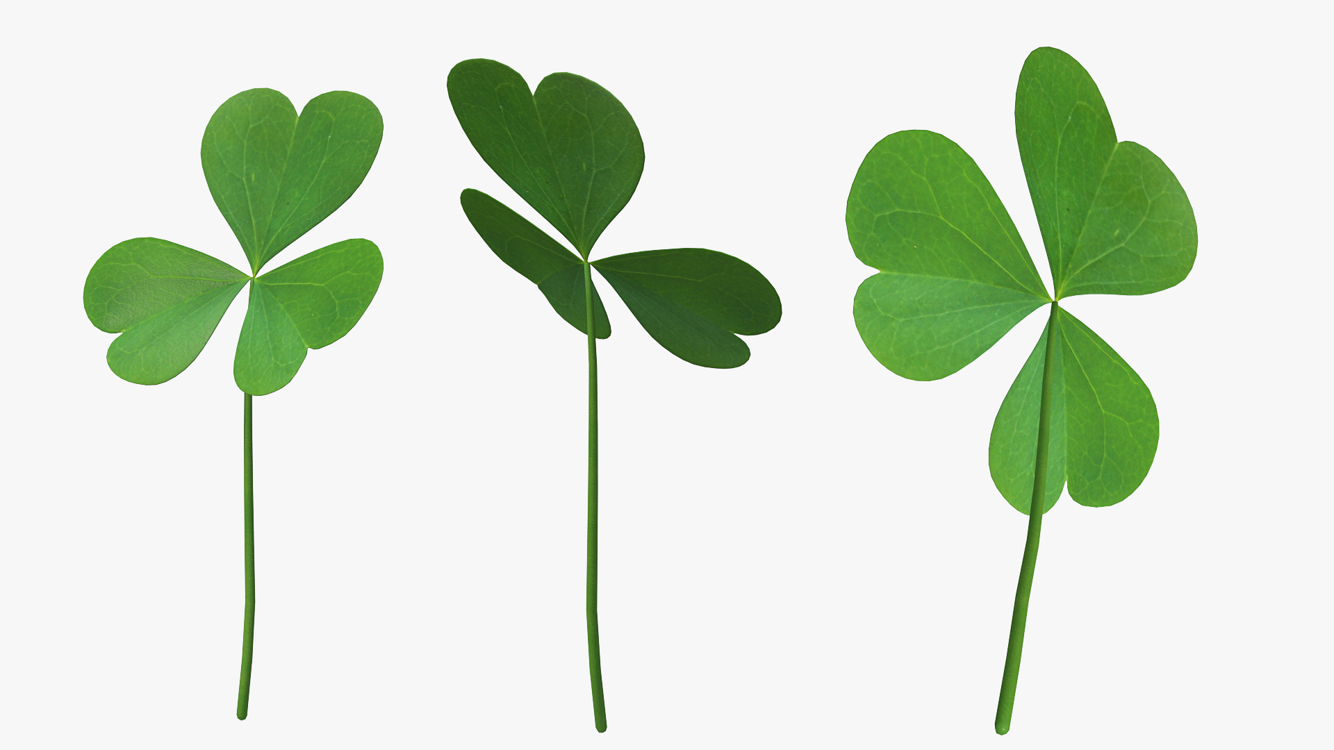 Three Leaf Clover 3D