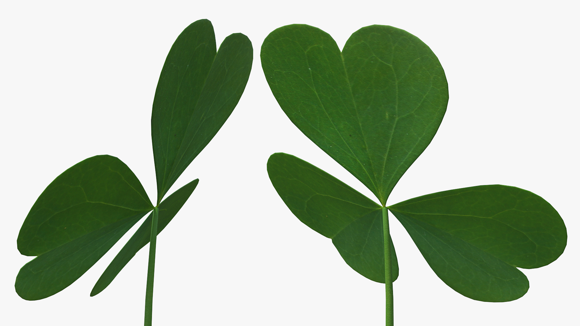 Three Leaf Clover 3D