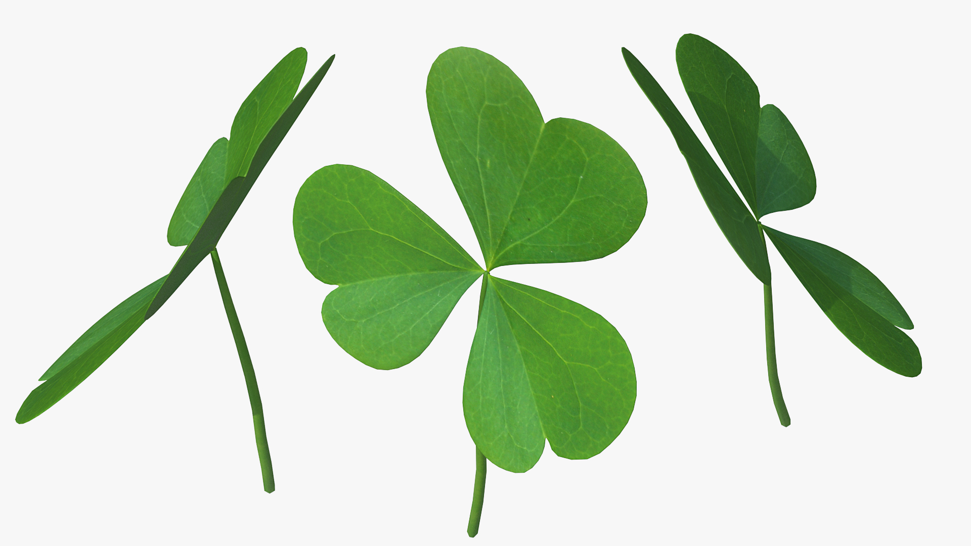 Three Leaf Clover 3D