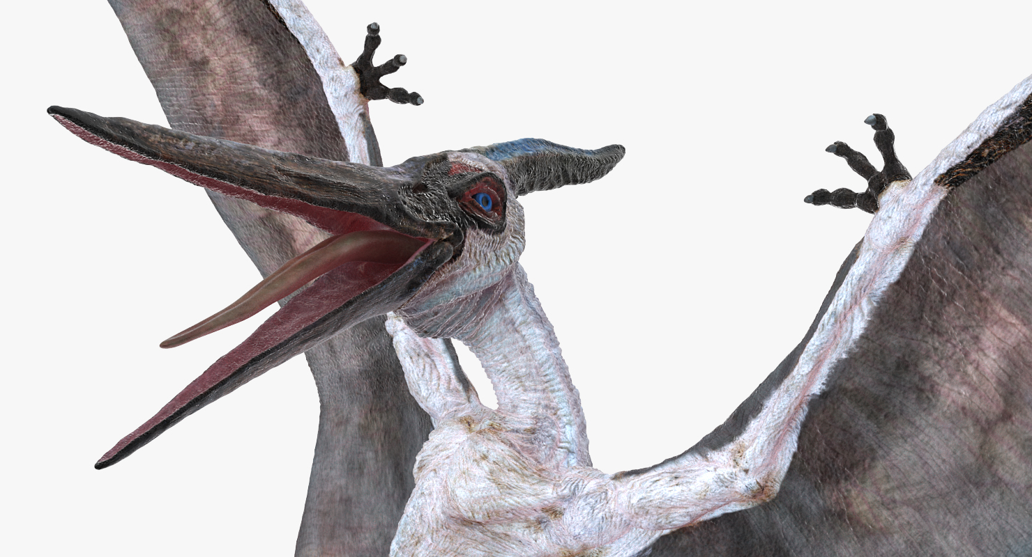 Pterosaur Pteranodon White Landing Pose 3D model