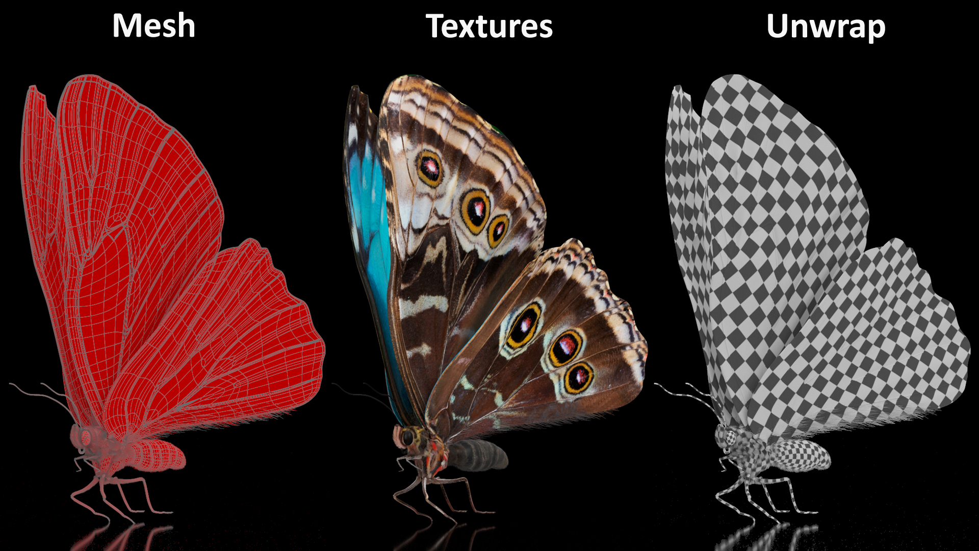 3D Animated Morpho Peleides Butterfly Flies Fur Rigged