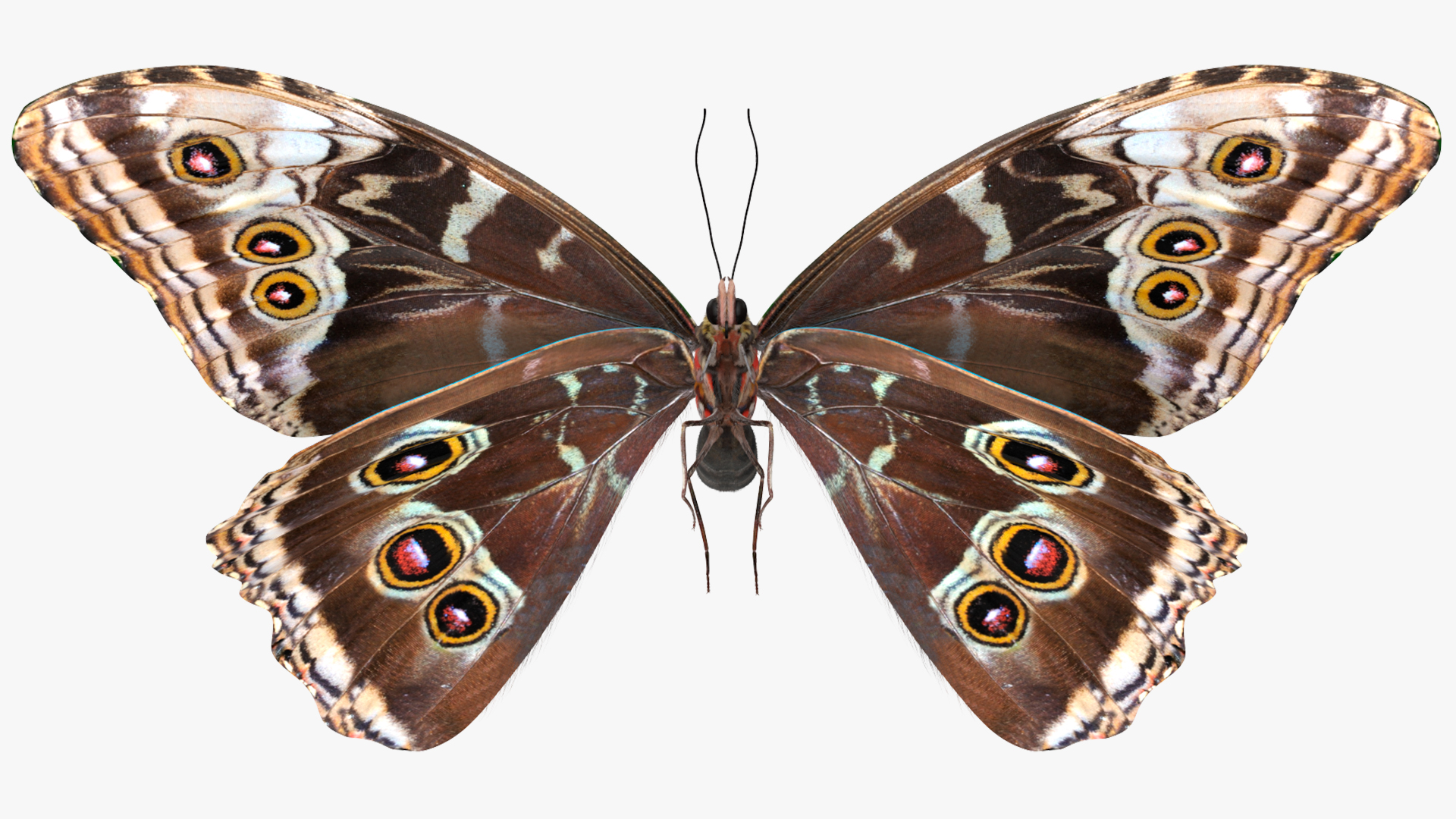 3D Animated Morpho Peleides Butterfly Flies Fur Rigged