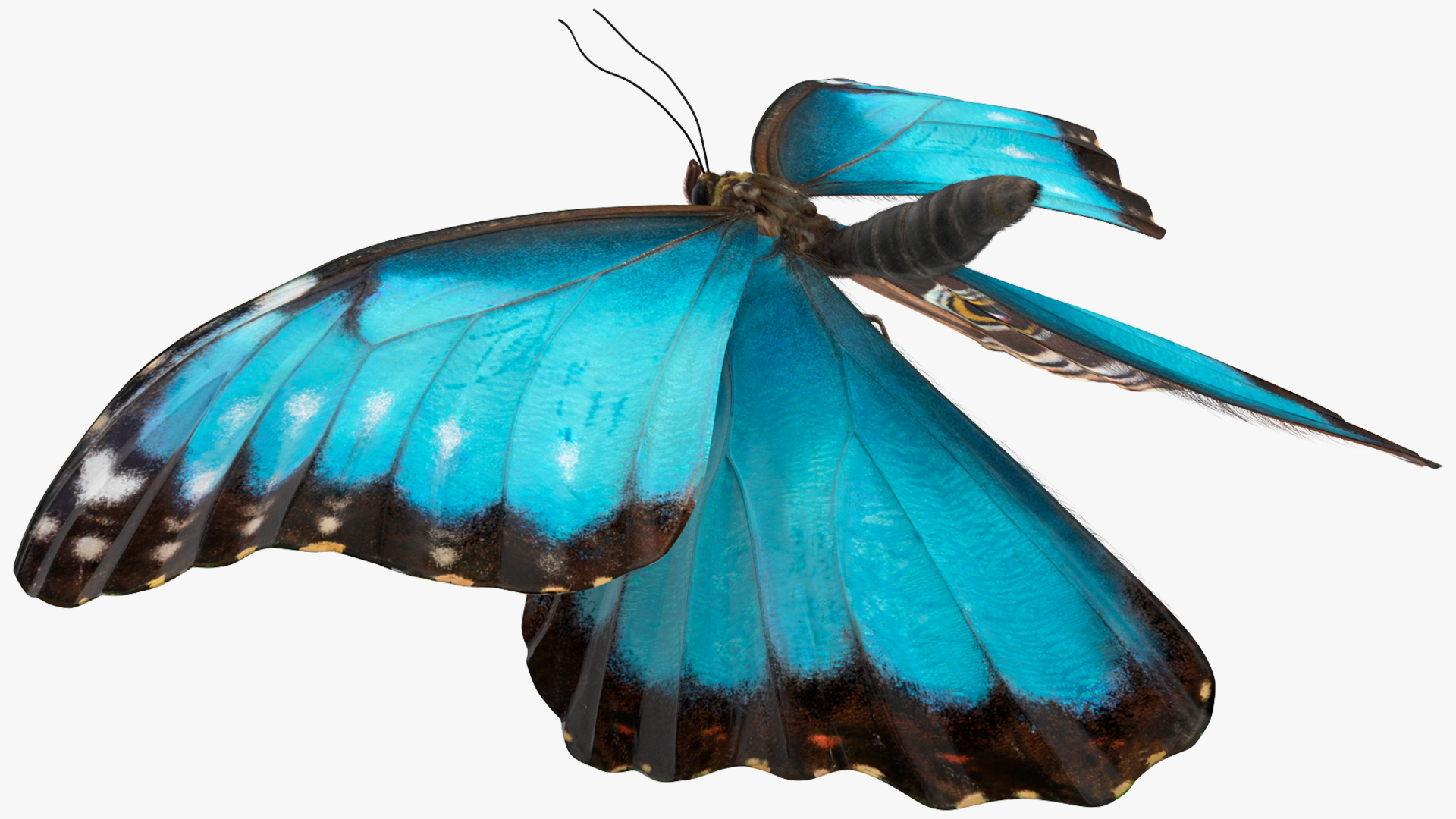 3D Animated Morpho Peleides Butterfly Flies Fur Rigged