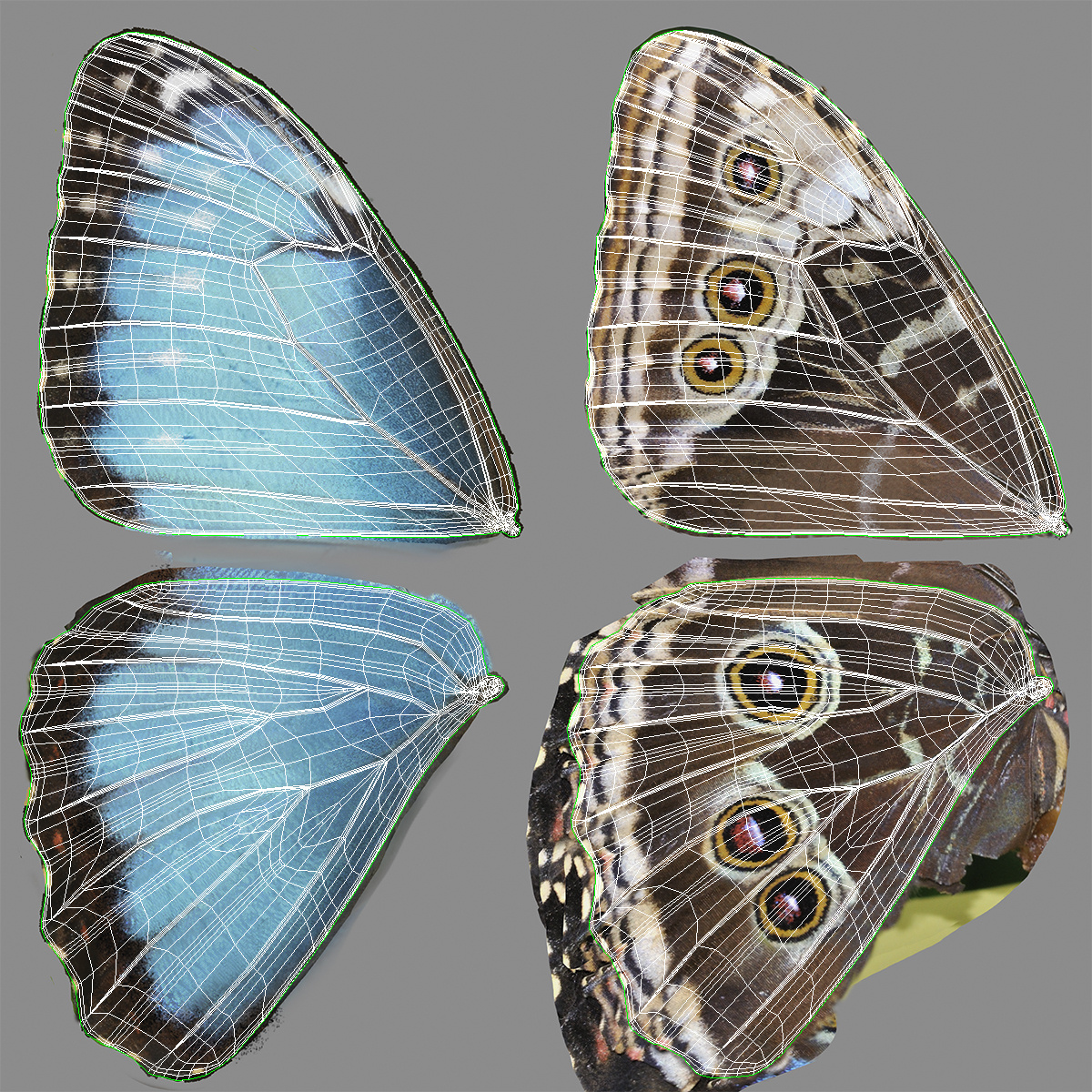 3D Animated Morpho Peleides Butterfly Flies Fur Rigged