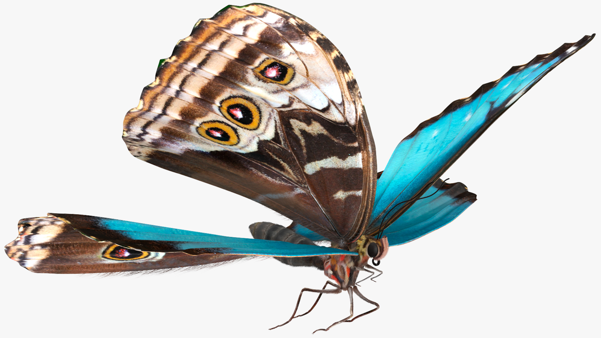 3D Animated Morpho Peleides Butterfly Flies Fur Rigged