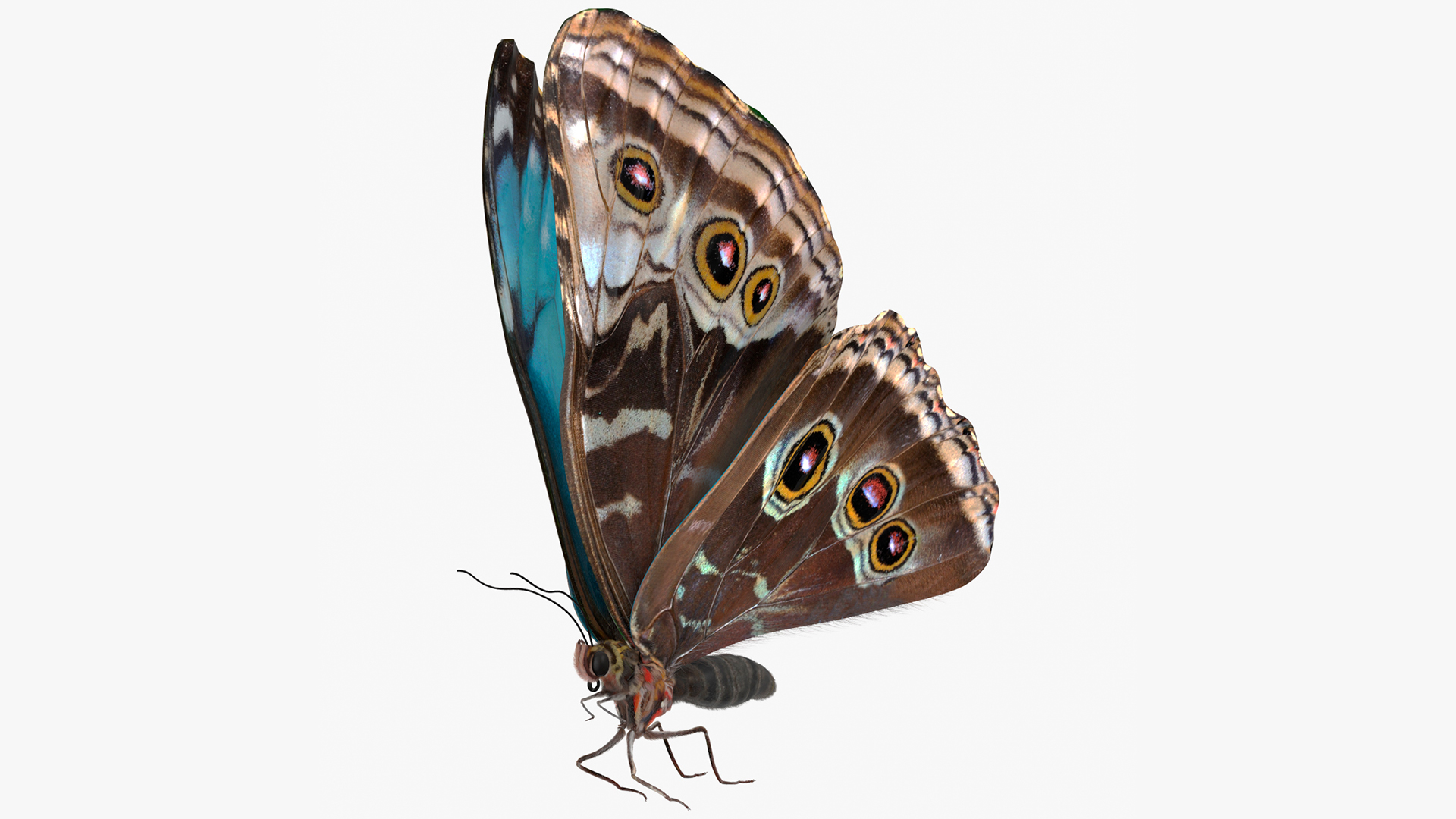 3D Animated Morpho Peleides Butterfly Flies Fur Rigged