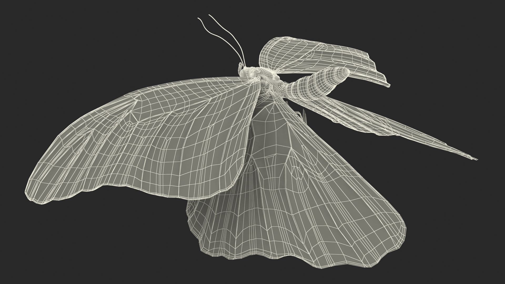 3D Animated Morpho Peleides Butterfly Flies Fur Rigged