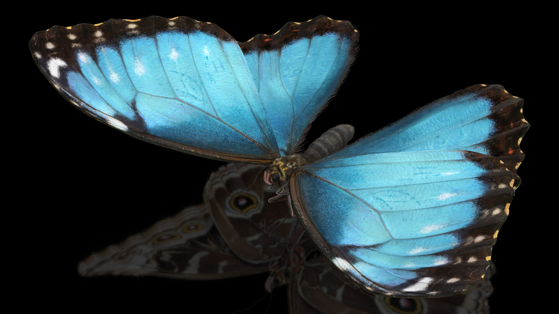 3D Animated Morpho Peleides Butterfly Flies Fur Rigged