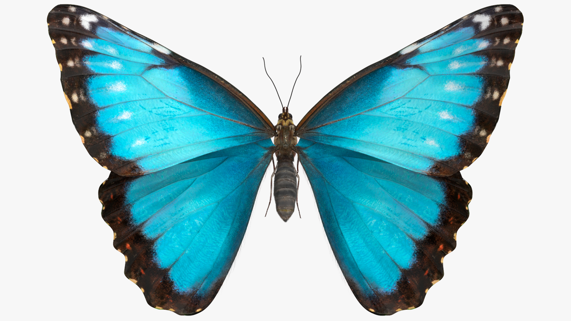 3D Animated Morpho Peleides Butterfly Flies Fur Rigged