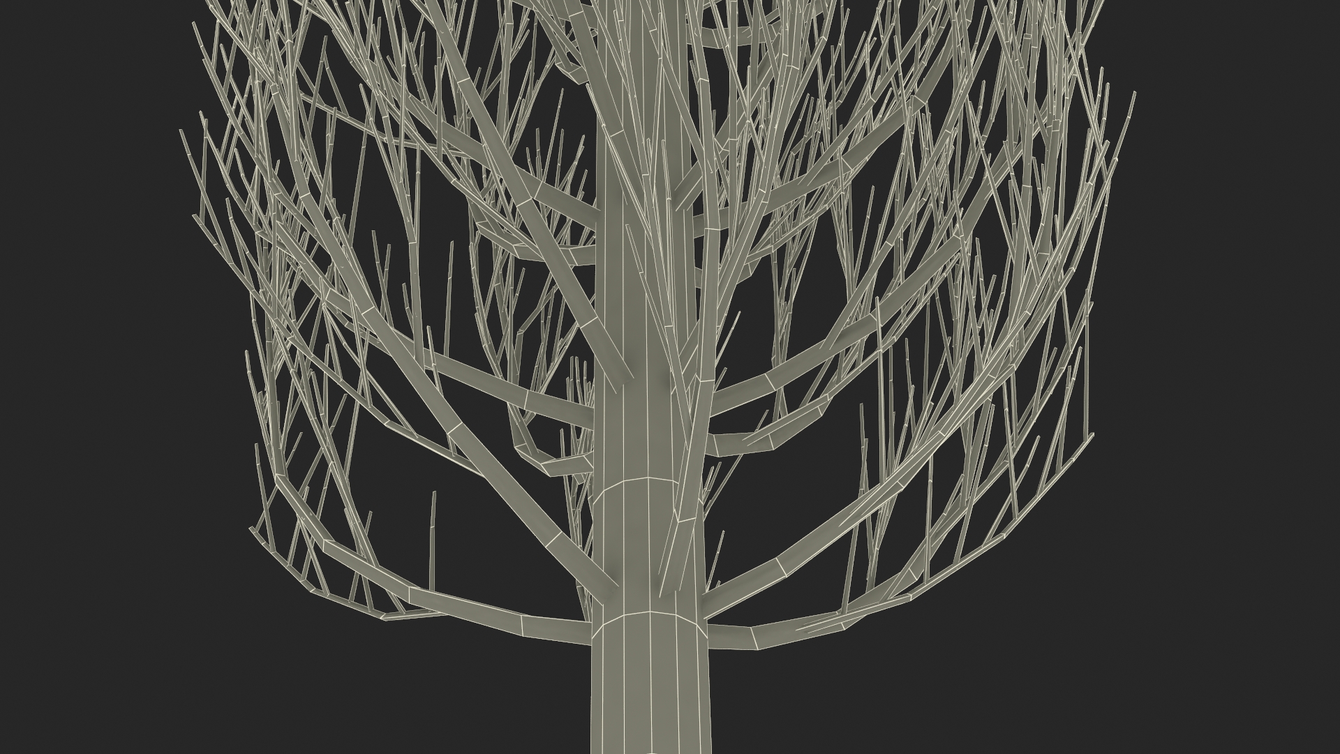 Realistic Cypress Tree 3D