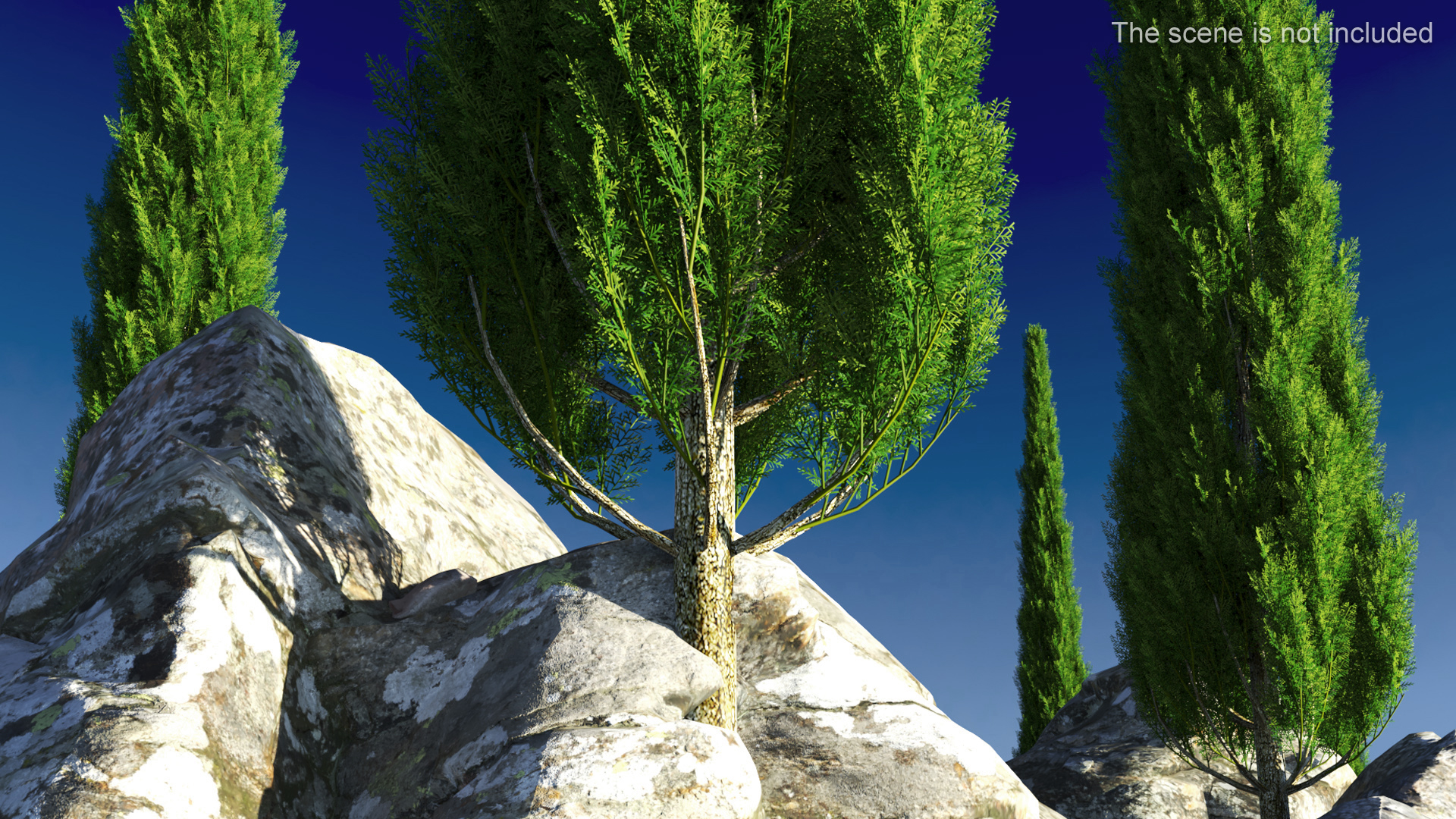 Realistic Cypress Tree 3D