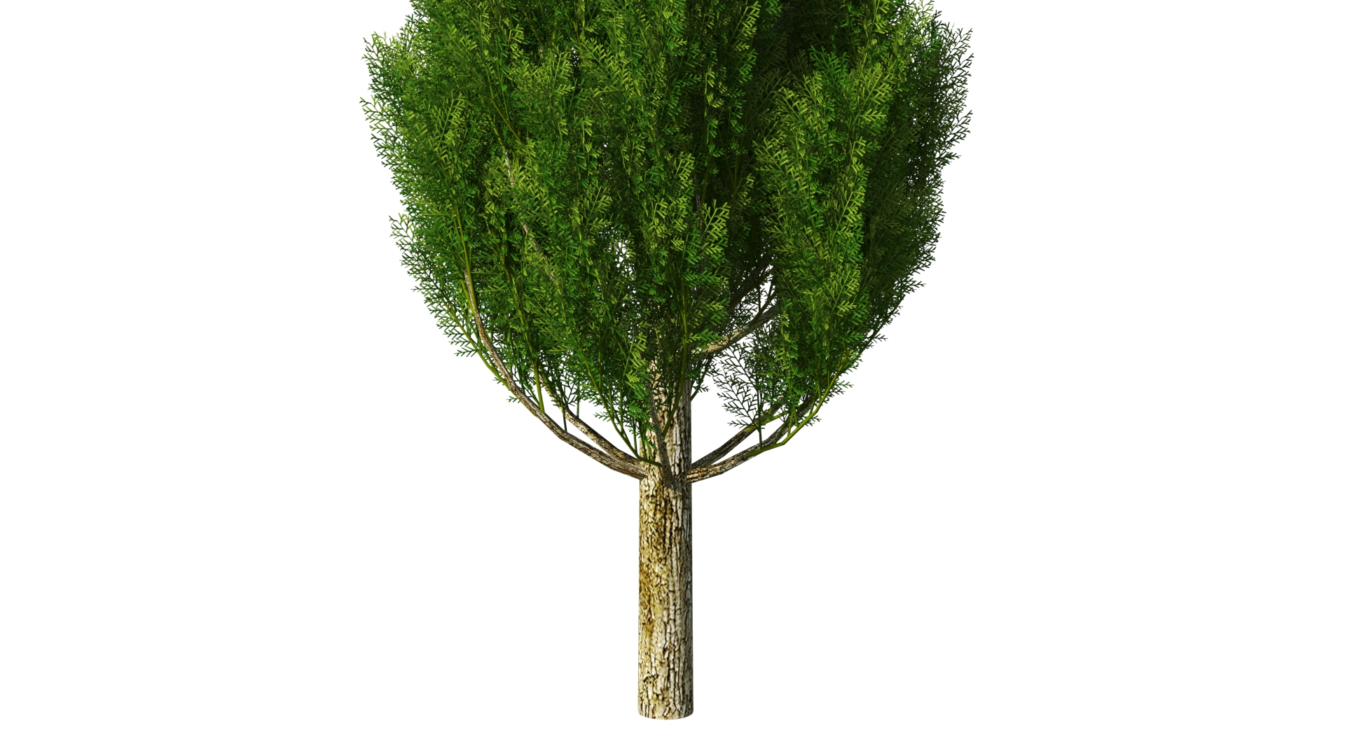 Realistic Cypress Tree 3D