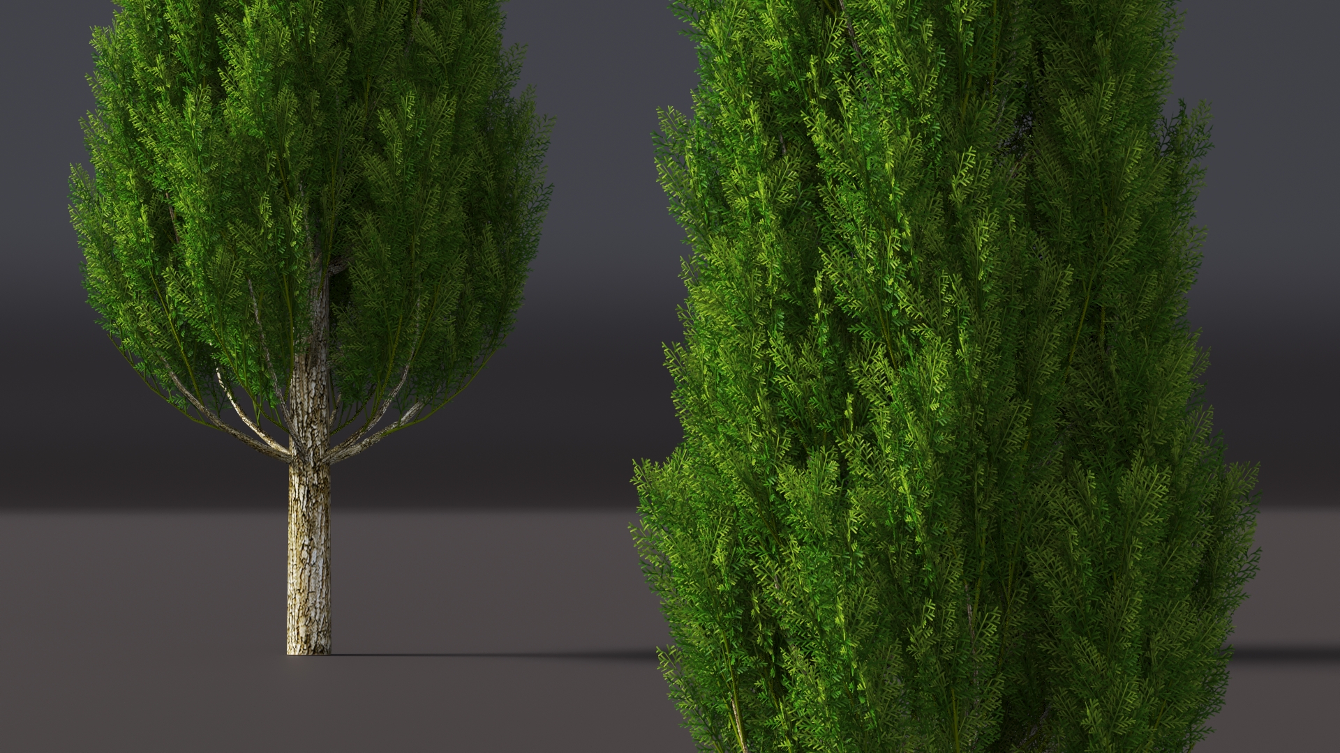 Realistic Cypress Tree 3D