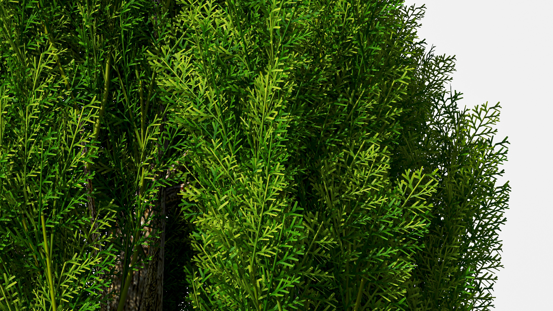 Realistic Cypress Tree 3D