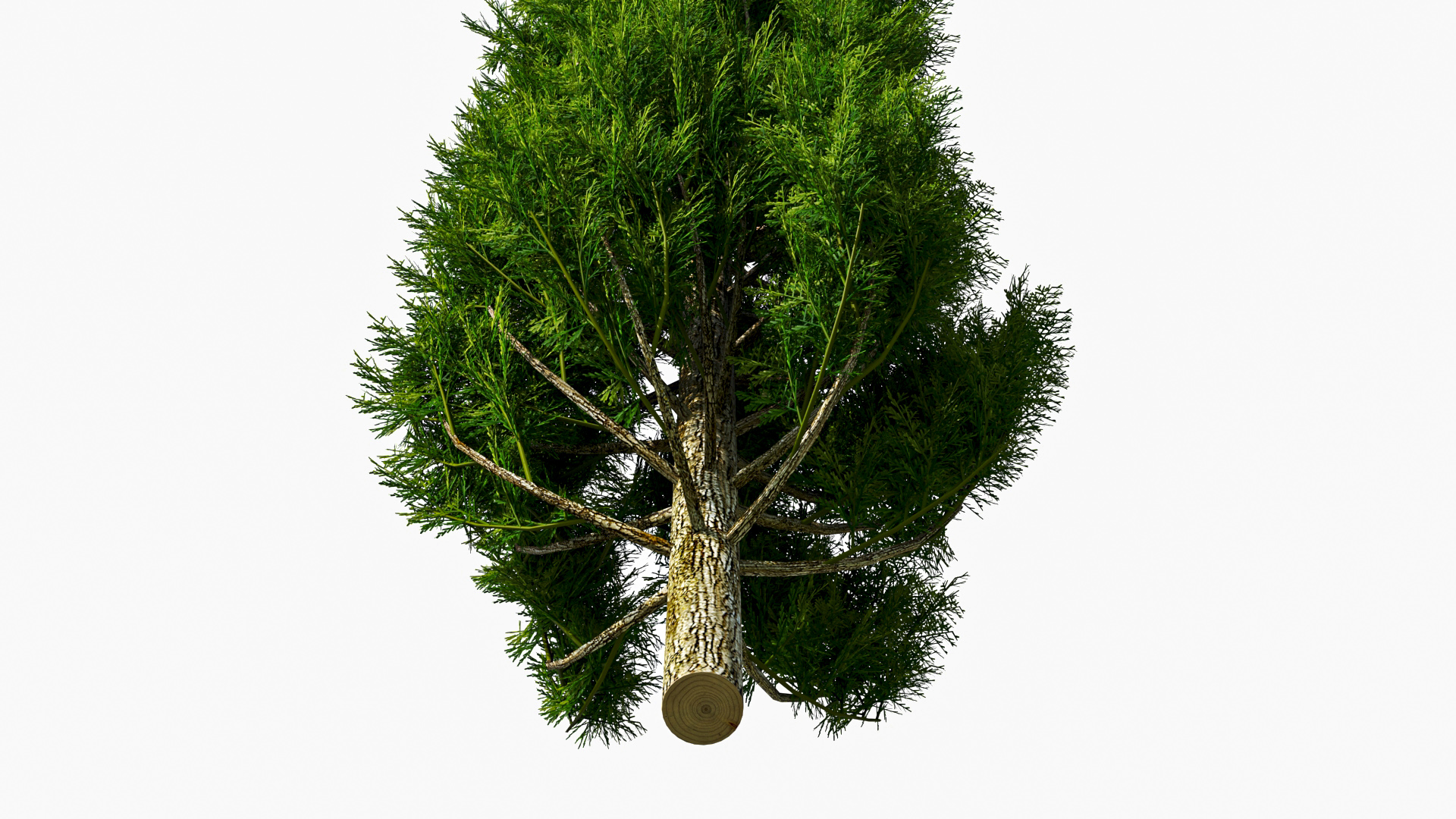 Realistic Cypress Tree 3D