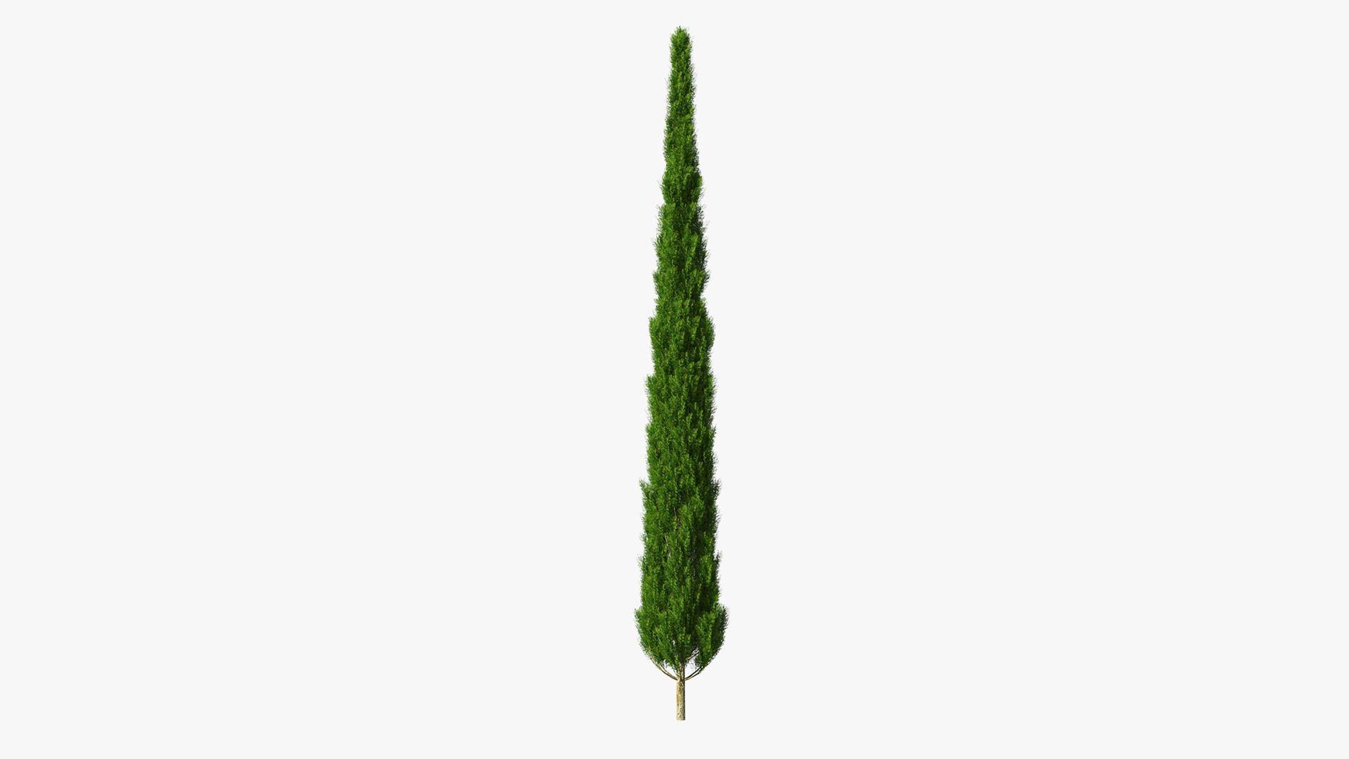 Realistic Cypress Tree 3D