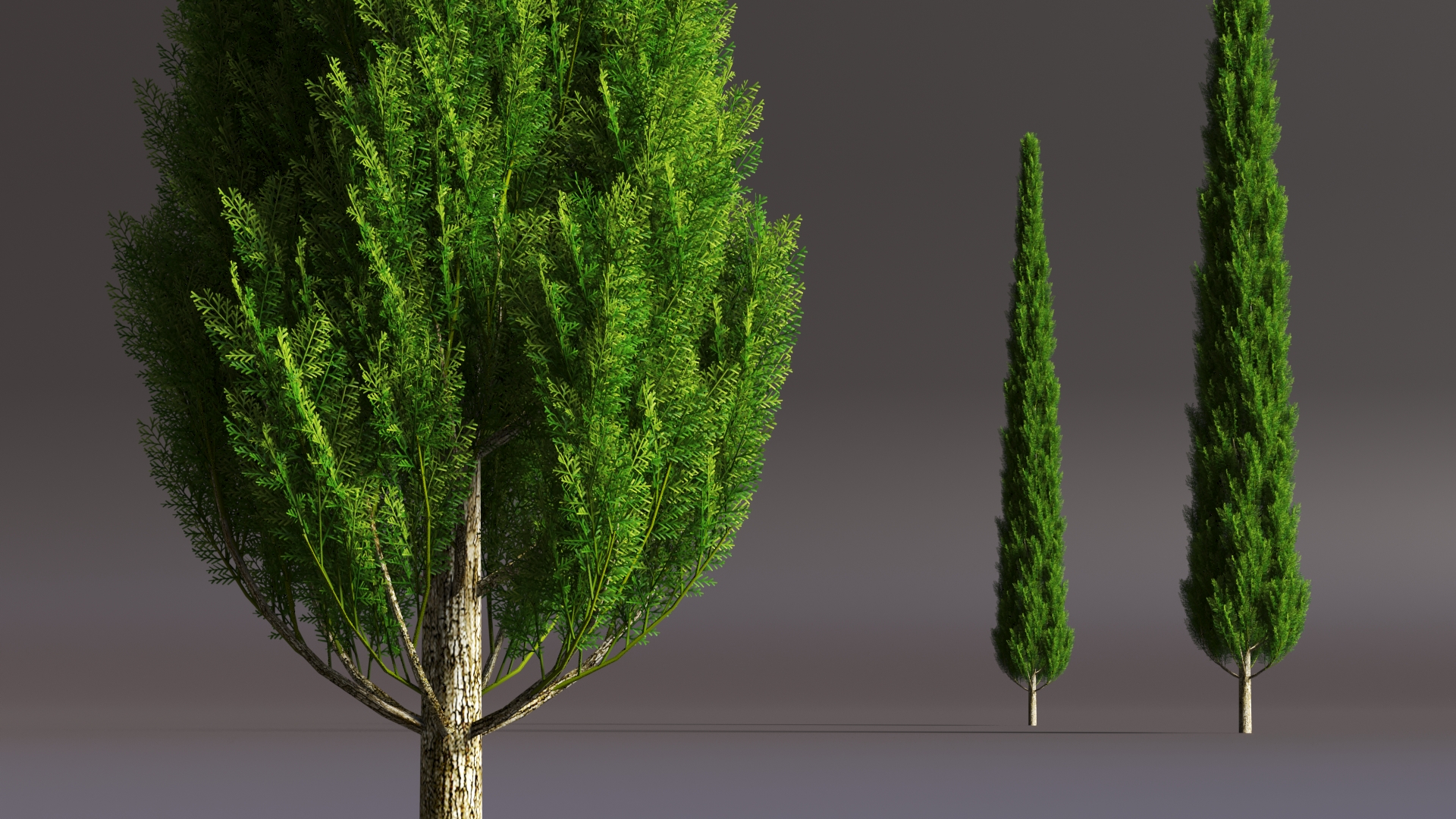 Realistic Cypress Tree 3D