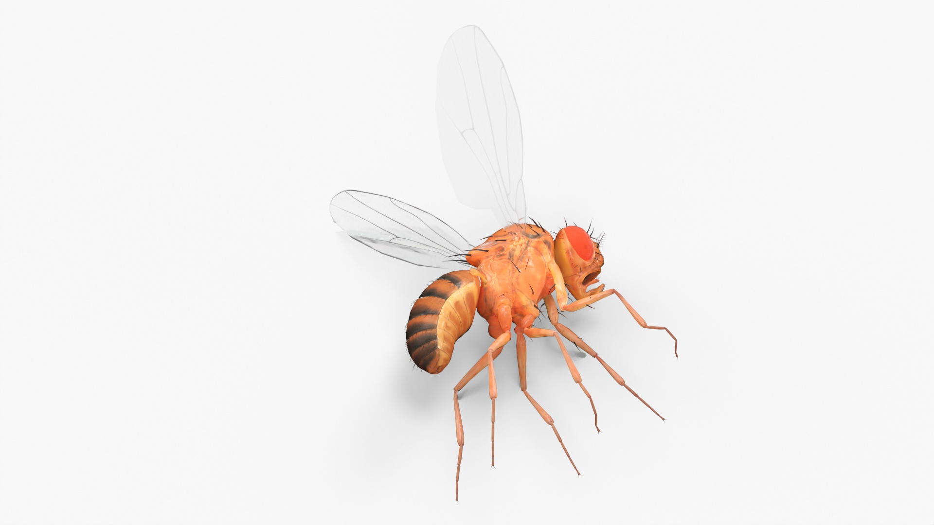 Fruit Fly Dead 3D model