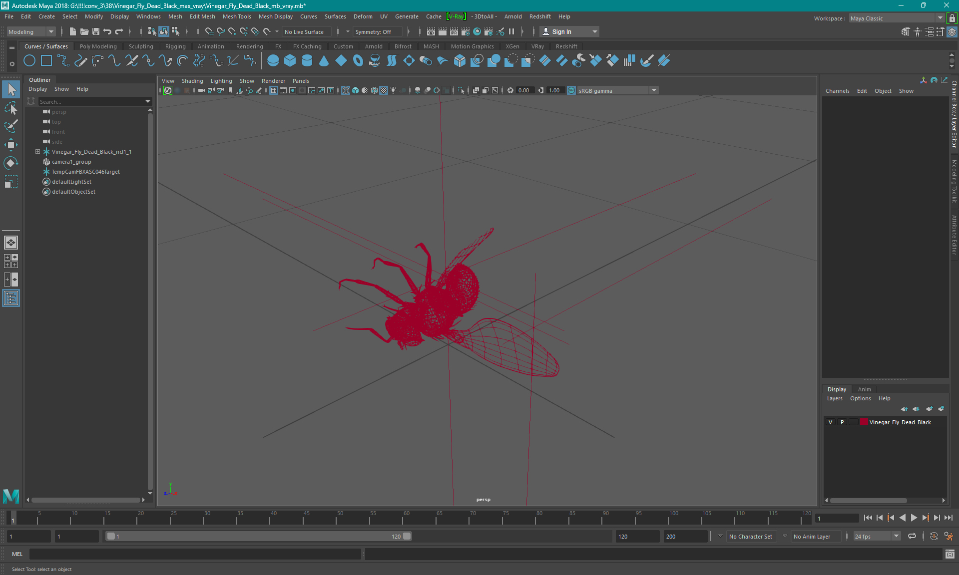 Fruit Fly Dead 3D model