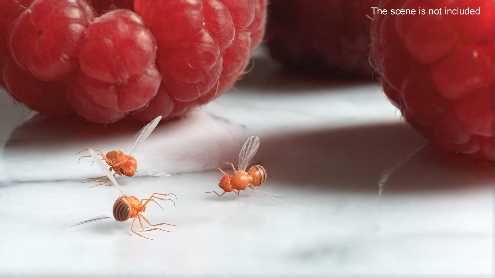 Fruit Fly Dead 3D model