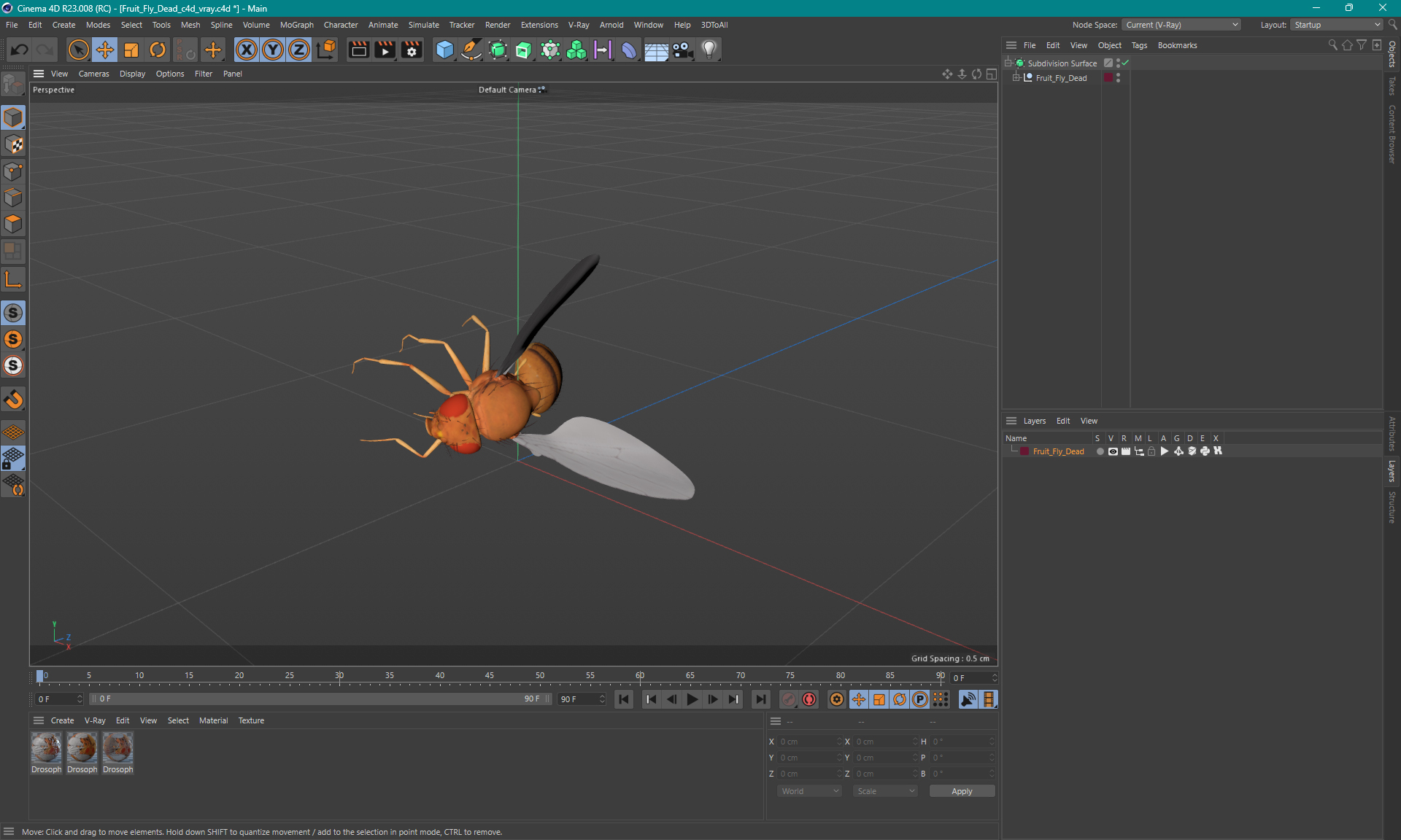 Fruit Fly Dead 3D model