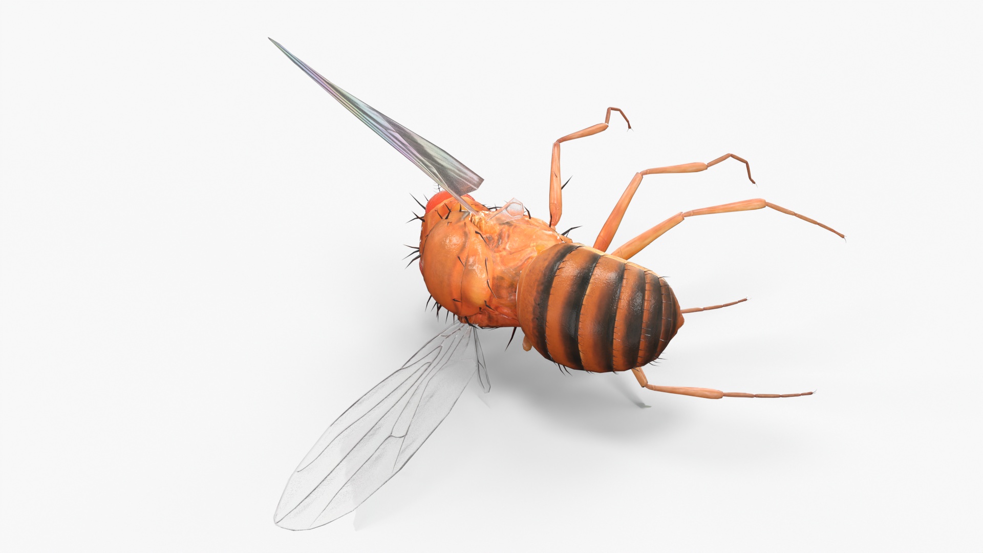 Fruit Fly Dead 3D model