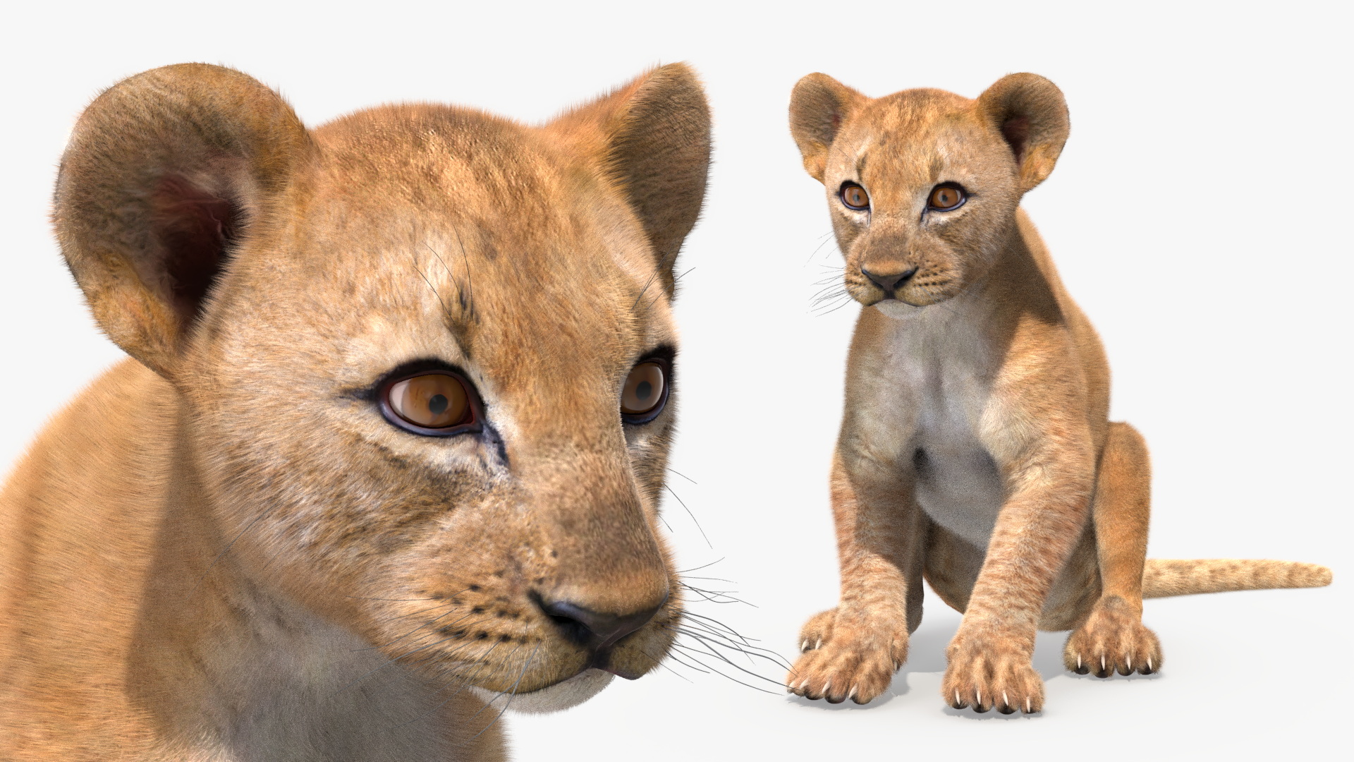 3D model Lion Cub Sitting Fur